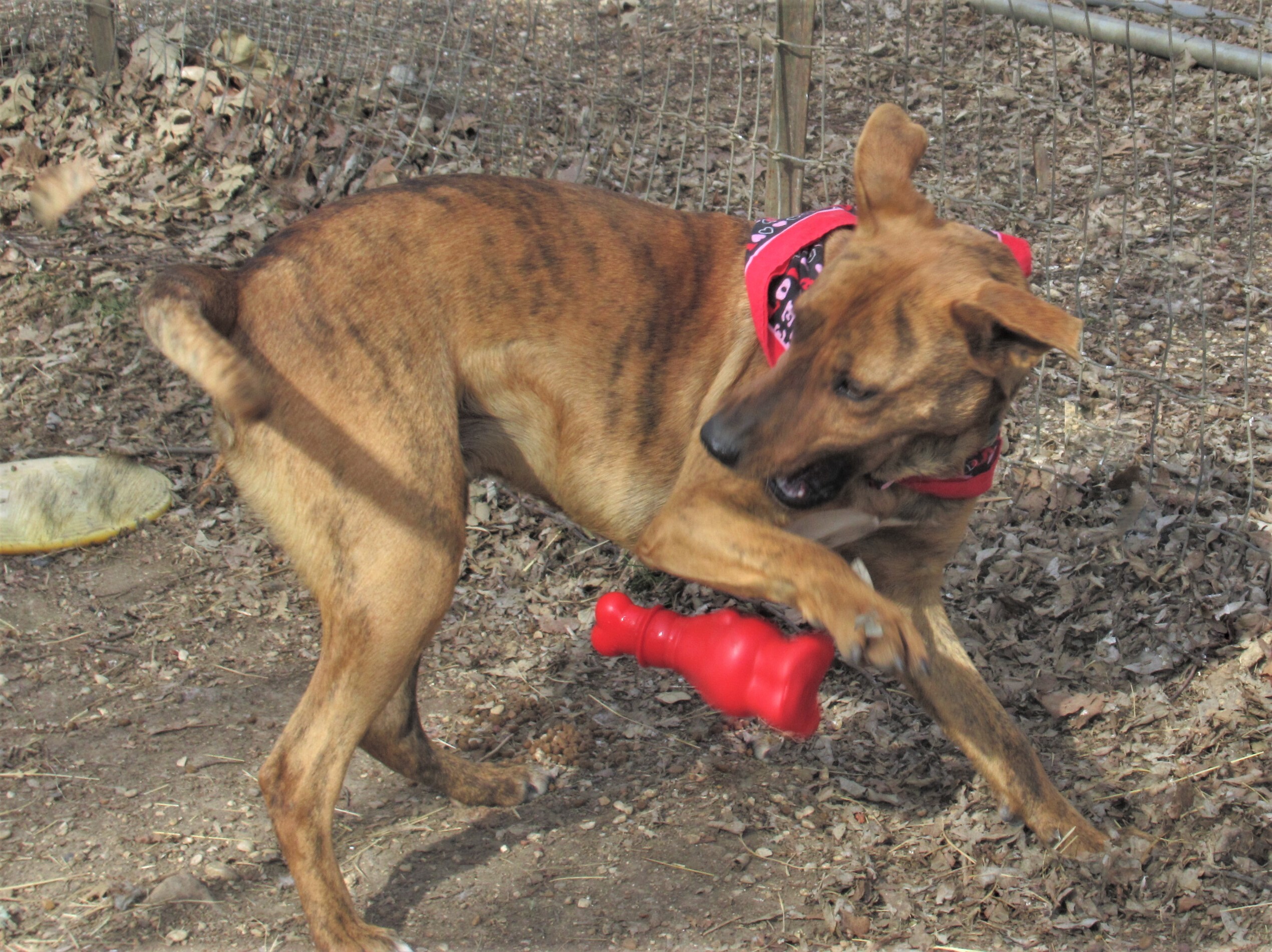 Tigger, Adoptable, Young Female Australian Cattle Dog / Blue Heeler & Retriever.