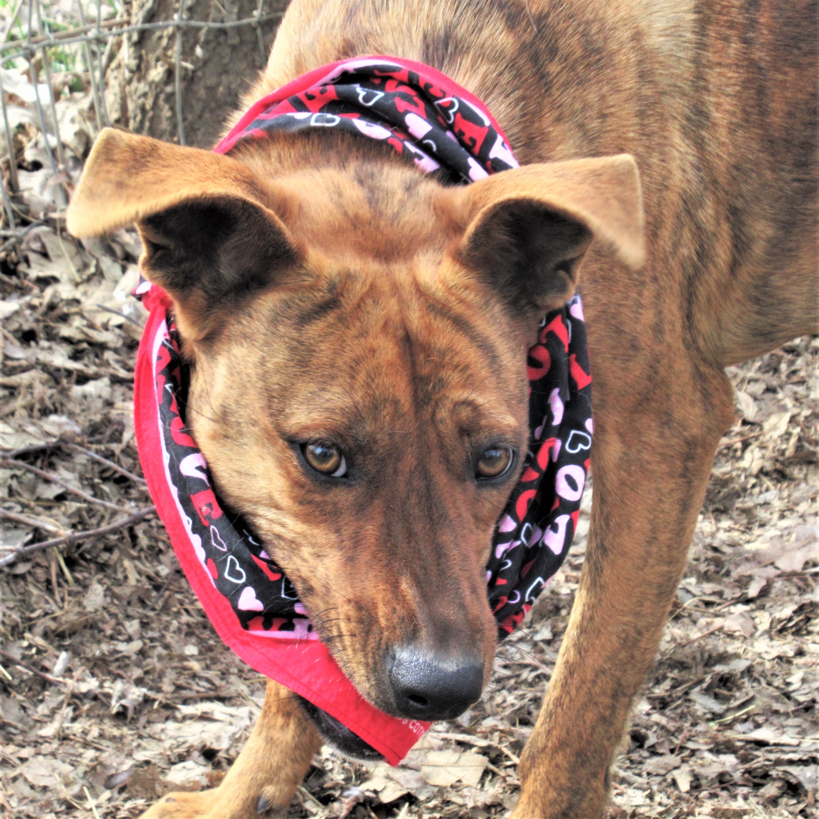 Tigger, Adoptable, Young Female Australian Cattle Dog / Blue Heeler & Retriever.