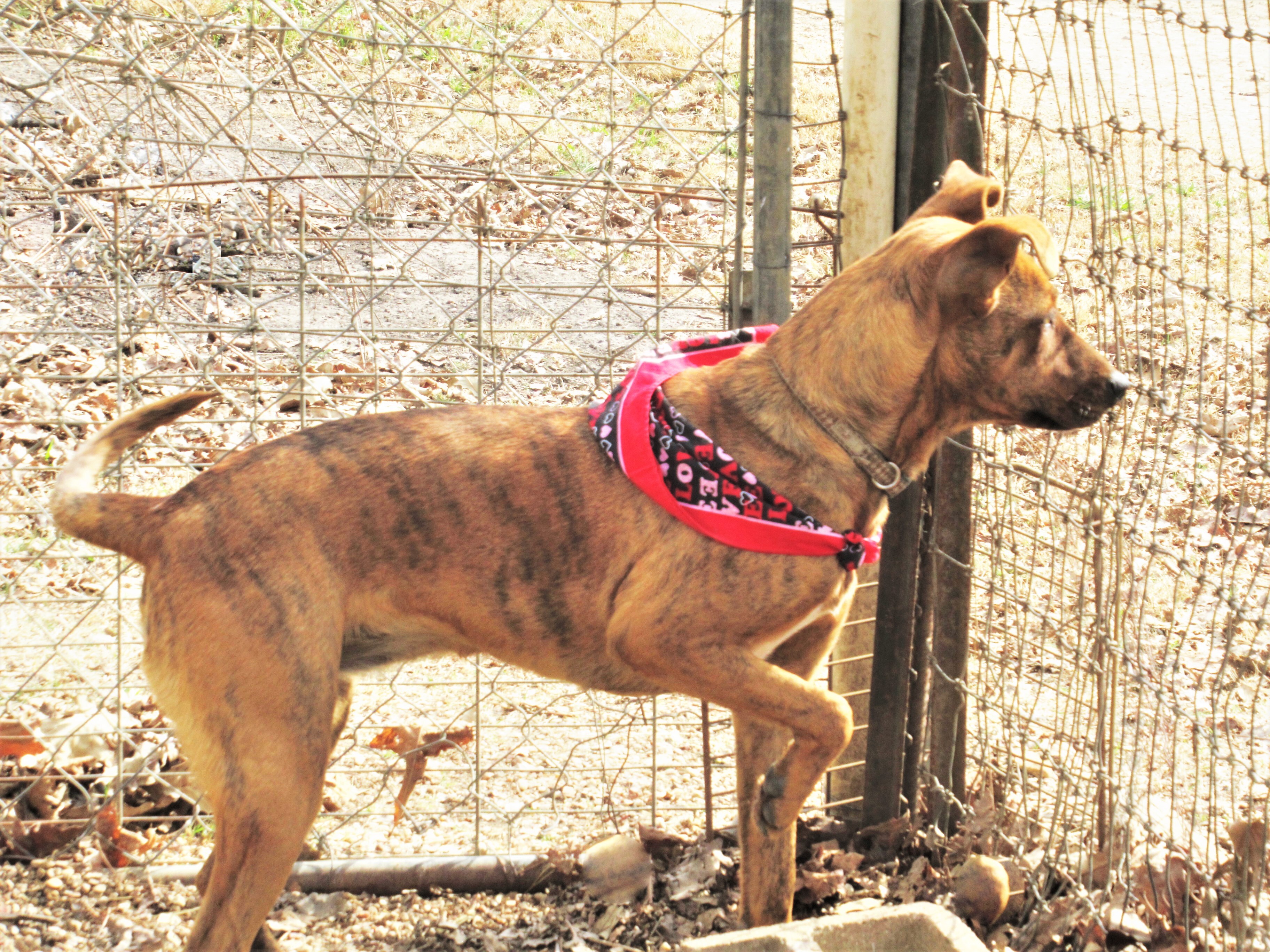 Tigger, Adoptable, Young Female Australian Cattle Dog / Blue Heeler & Retriever.