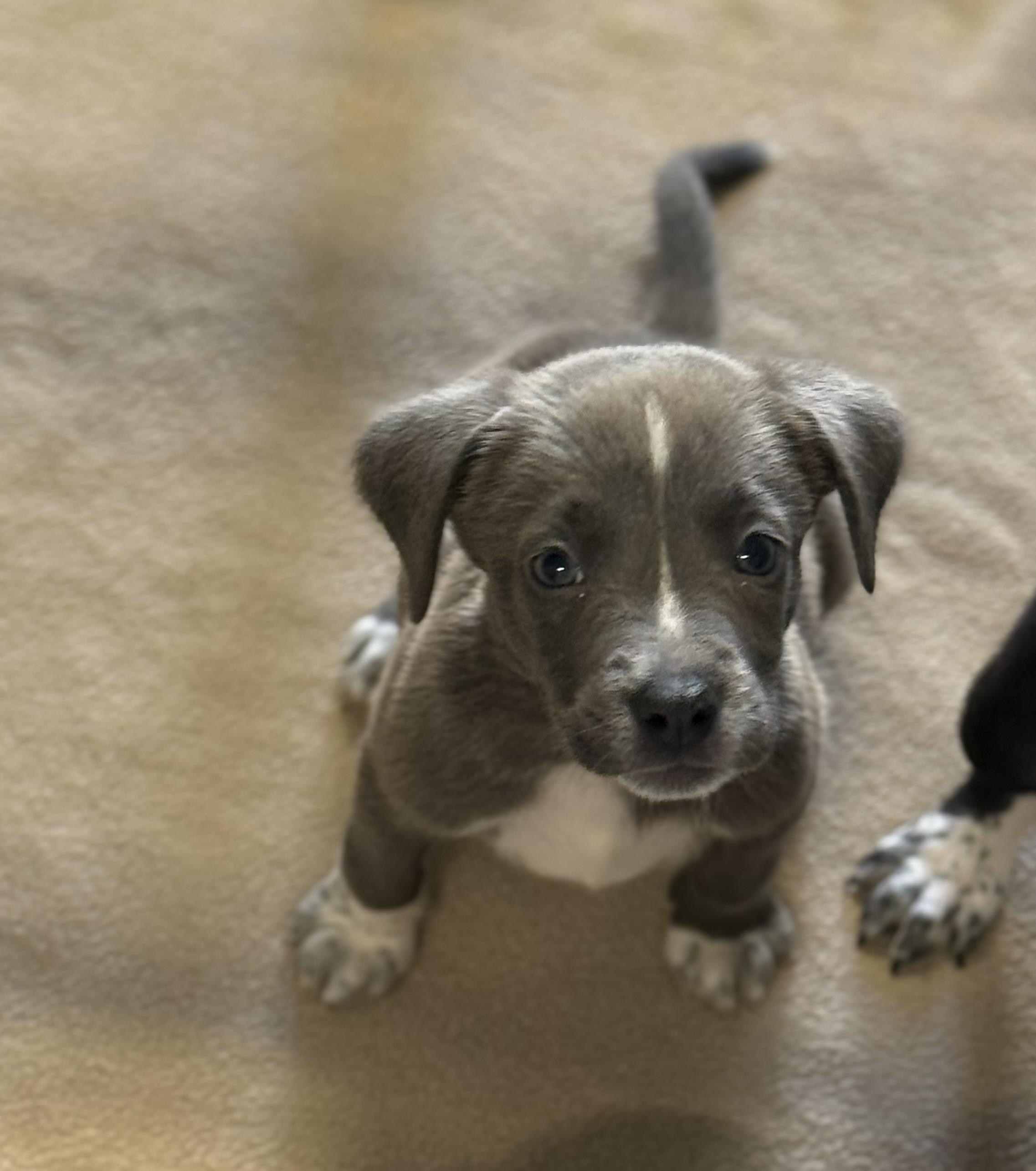 Lexie, ADOPTABLE, Puppy Female Mixed Breed.