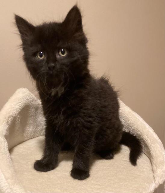 Enlarge Ewok, an adopted Domestic Medium Hair in Canal Fulton, OH image 1/1