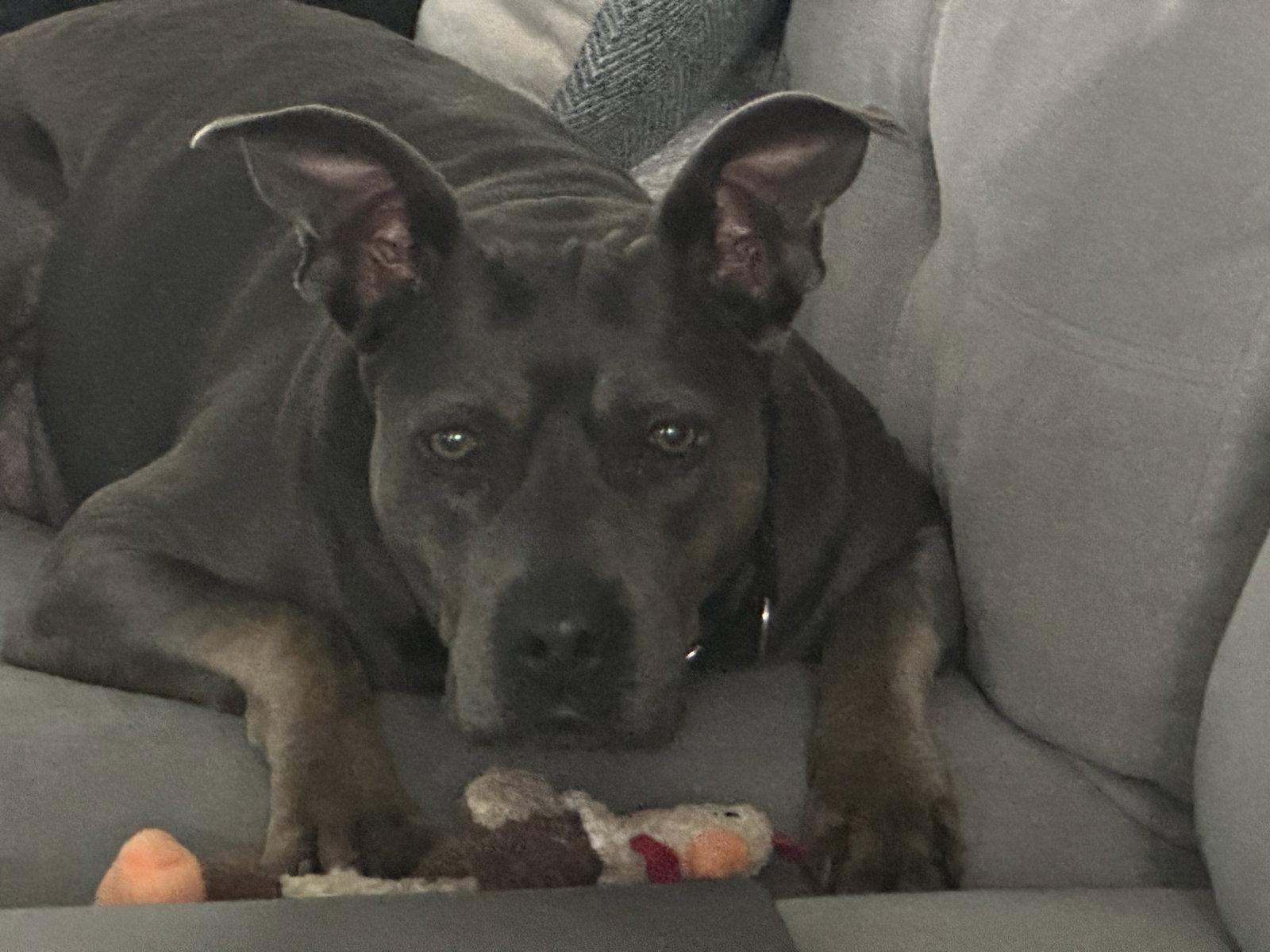 Crystal - A true gem!, Adoptable, Adult Female Pit Bull Terrier.