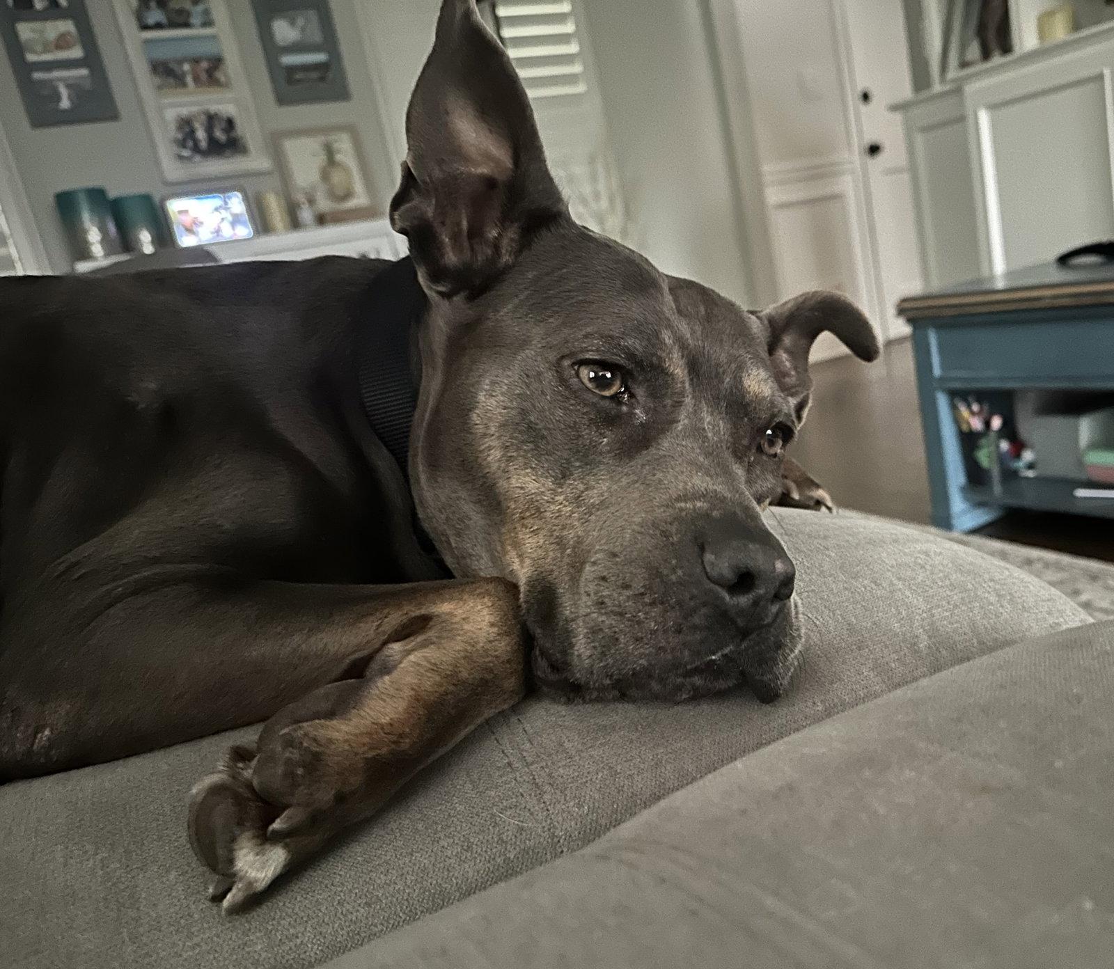 Crystal - A true gem!, a Adoptable Pit Bull Terrier in Oakhurst, NJ image 3/3