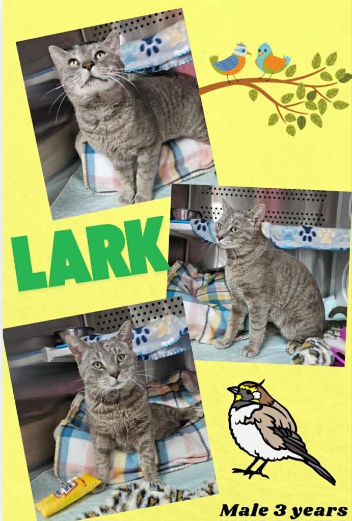 Lark, Adoptable, Adult Male Domestic Short Hair.