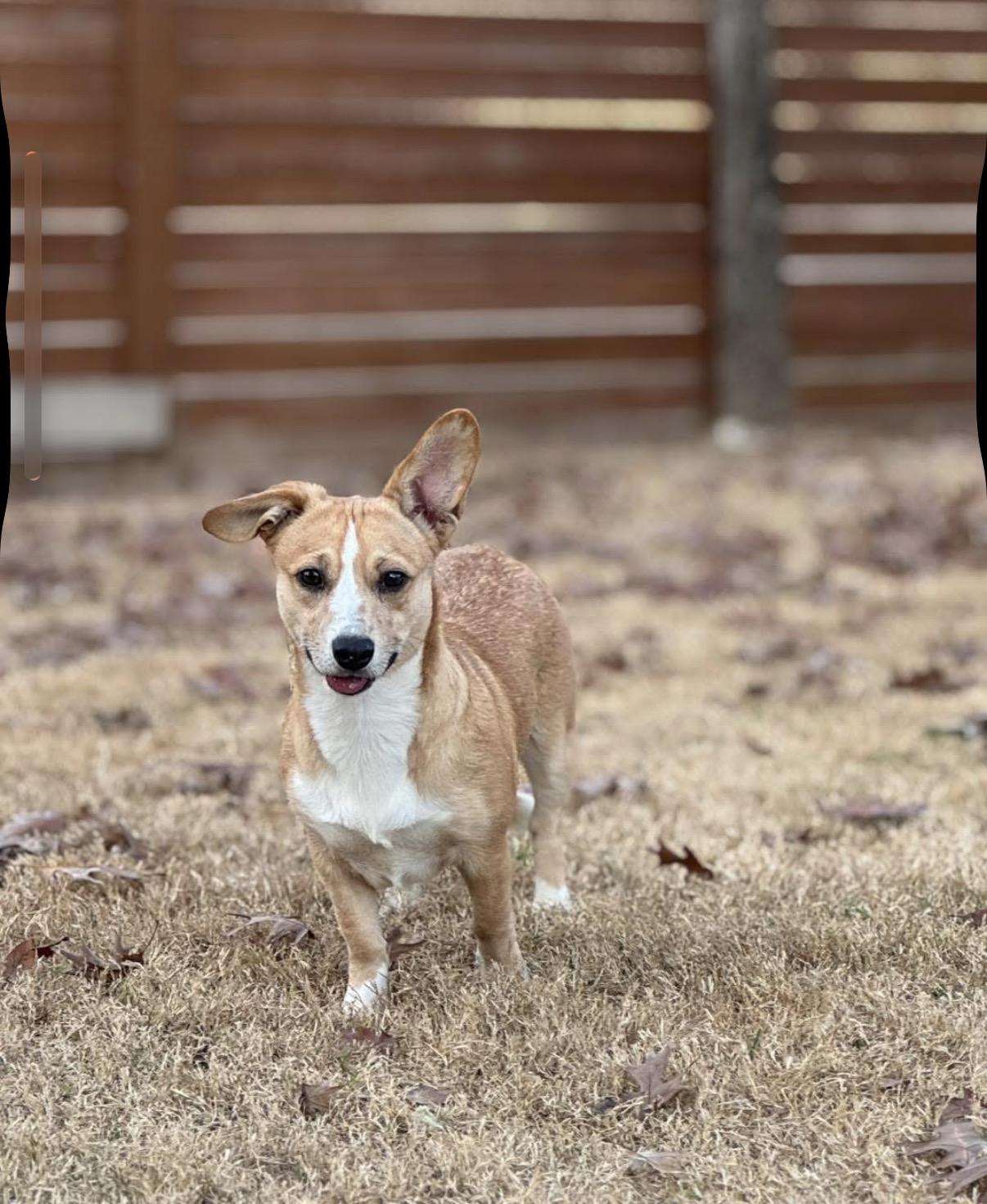 Enlarge Bandit, an adopted mixed breed in Carrollton, TX image 3/3