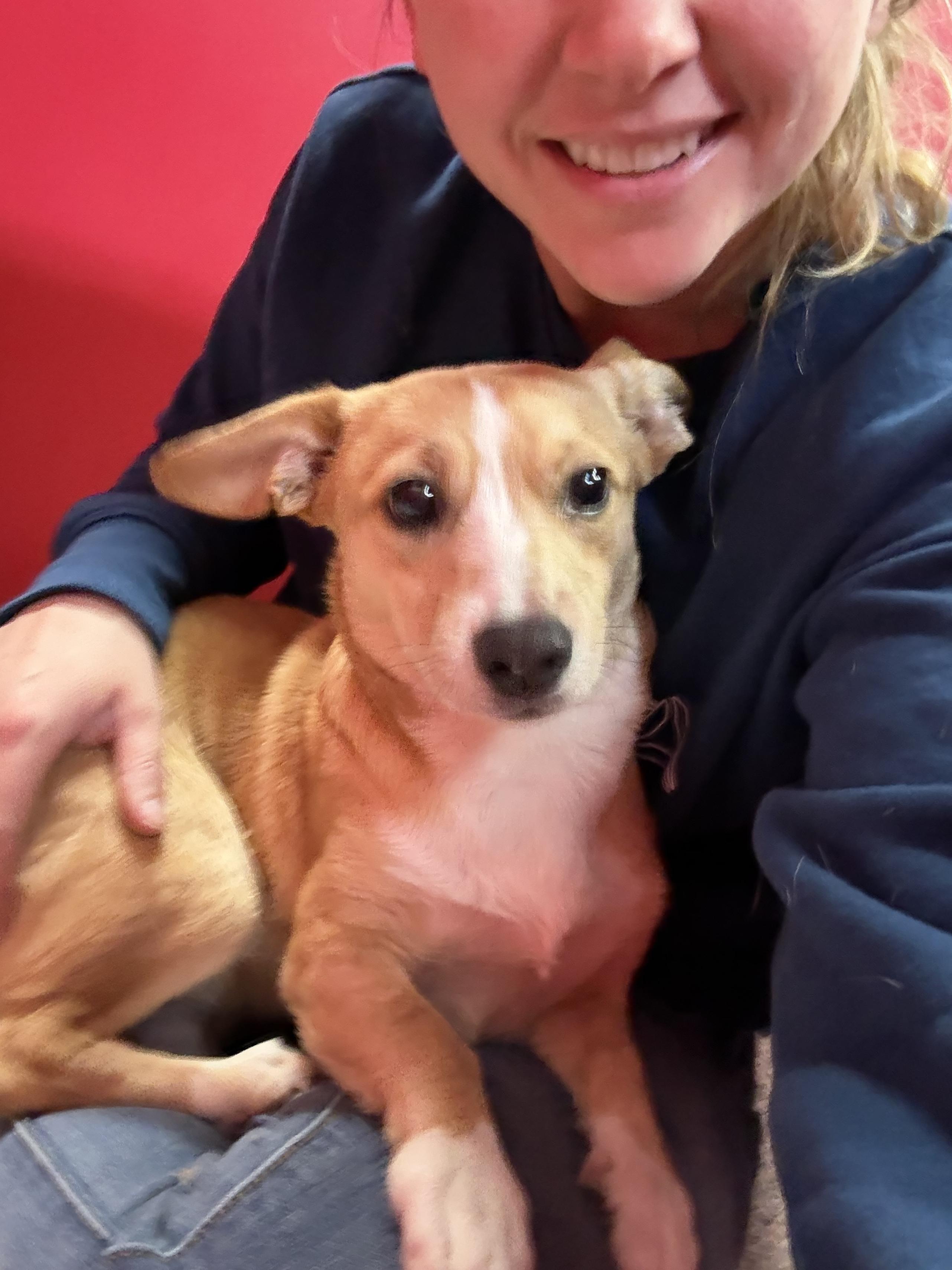 Enlarge Bandit, an adopted mixed breed in Carrollton, TX image 2/3