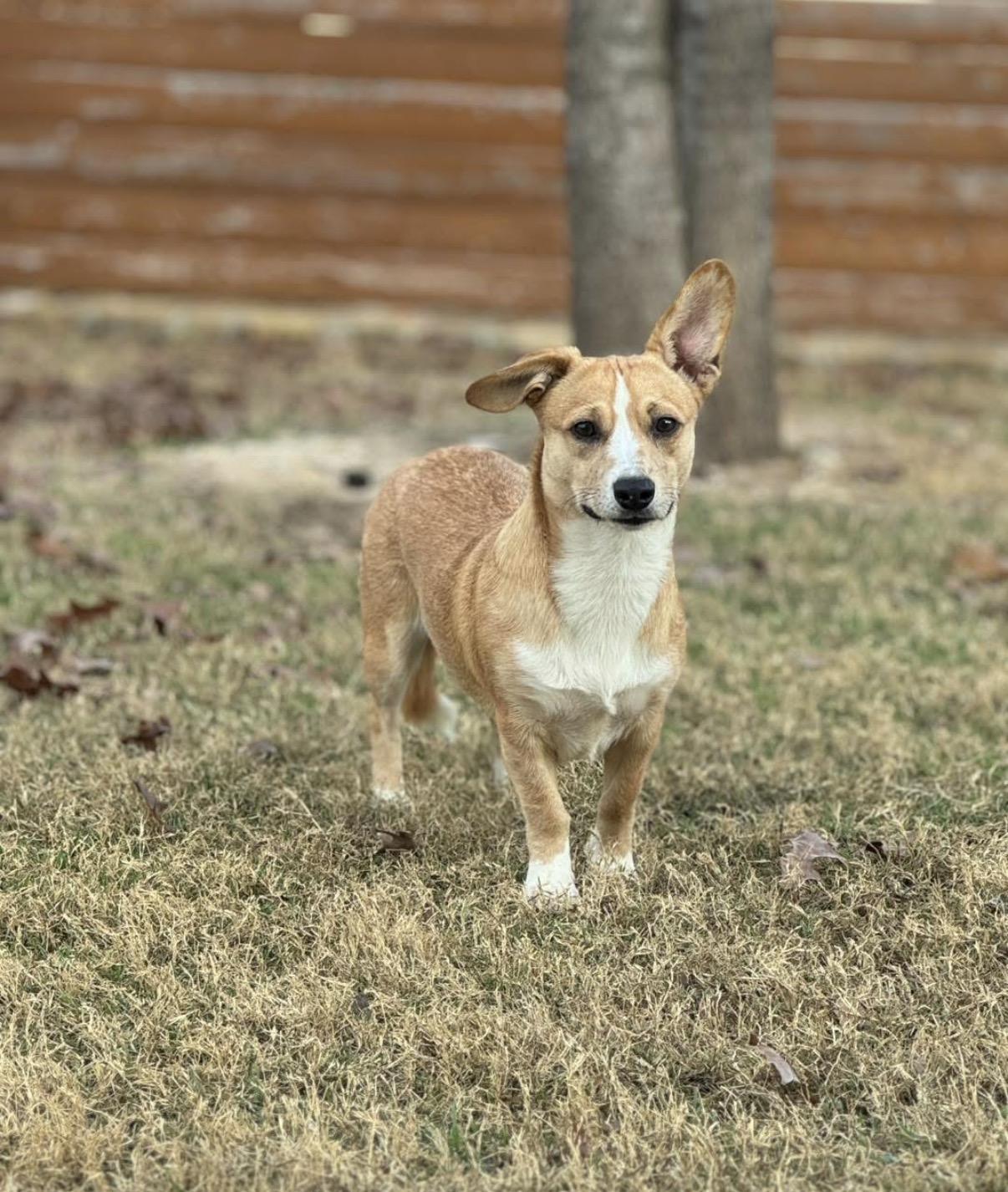 Enlarge Bandit, an adopted mixed breed in Carrollton, TX image 1/3