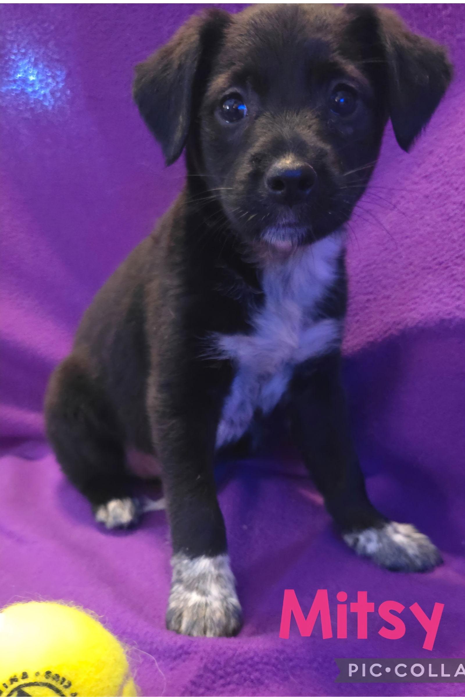Mitsy, Adopted, Puppy Female Labrador Retriever.
