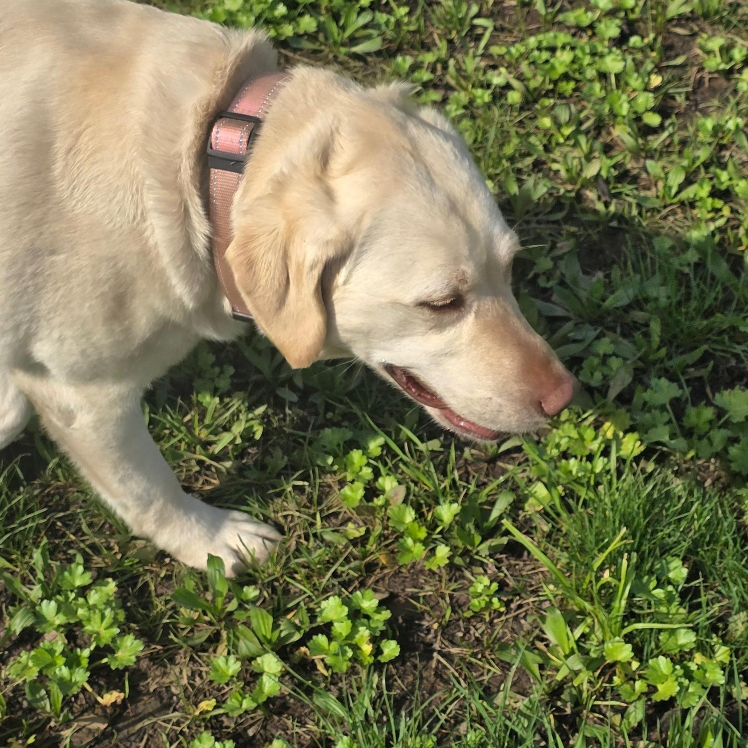 Enlarge Olive, an adoptable Labrador Retriever in Sacramento, CA image 4/6