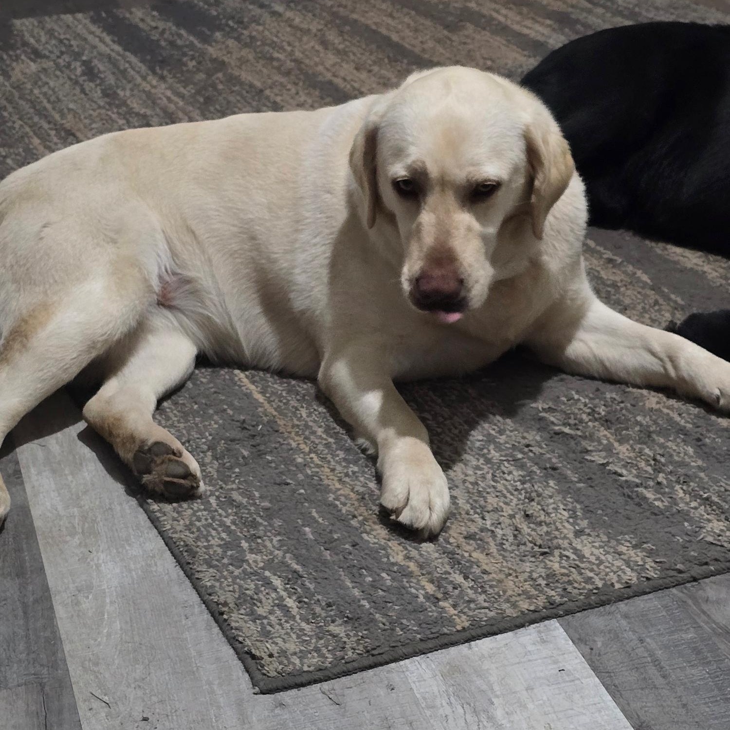 Enlarge Olive, an adoptable Labrador Retriever in Sacramento, CA image 5/6