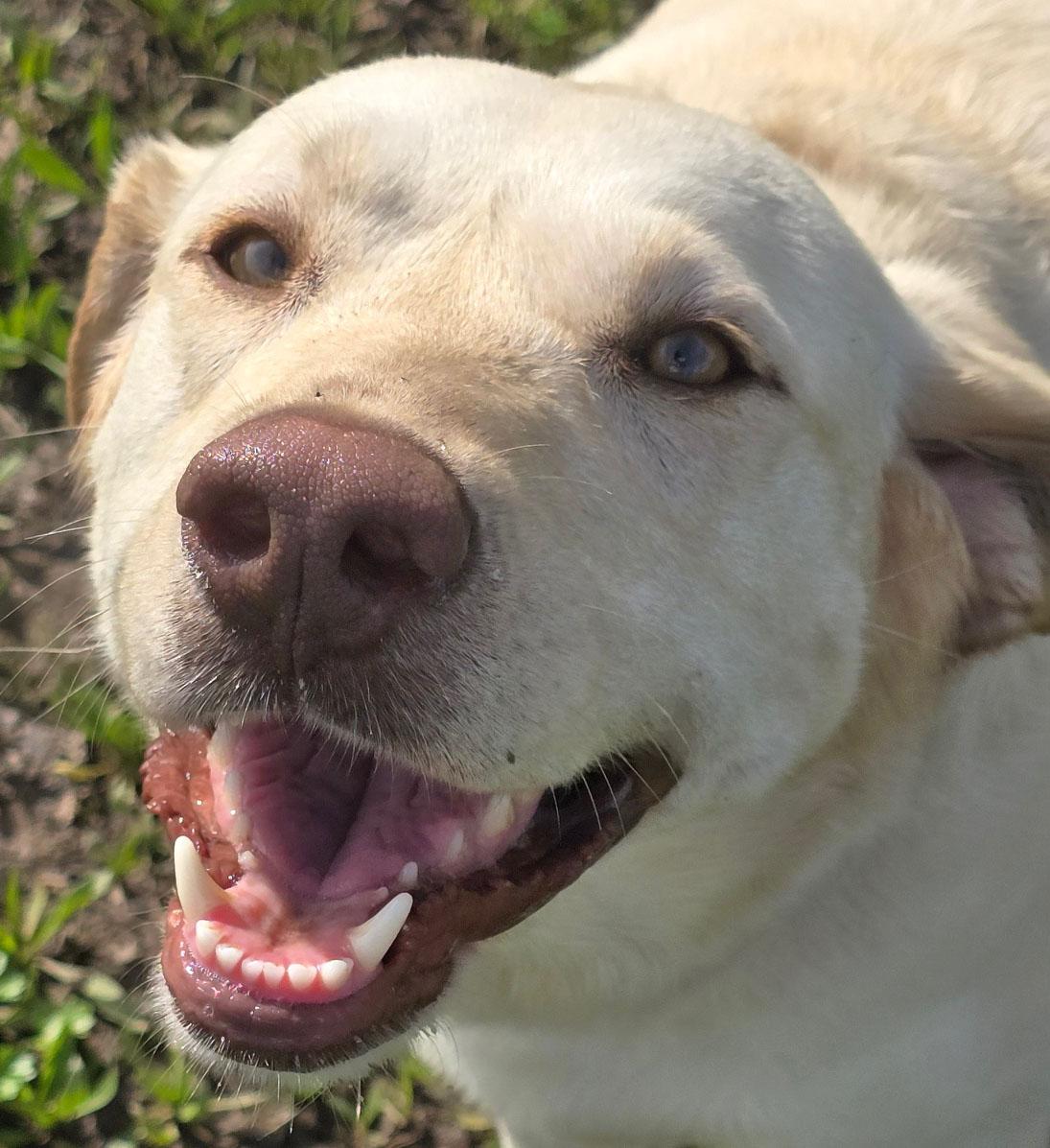 Enlarge Olive, an adoptable Labrador Retriever in Sacramento, CA image 1/6