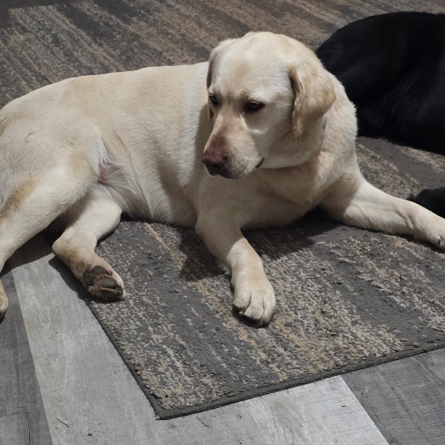 Enlarge Olive, an adoptable Labrador Retriever in Sacramento, CA image 3/6