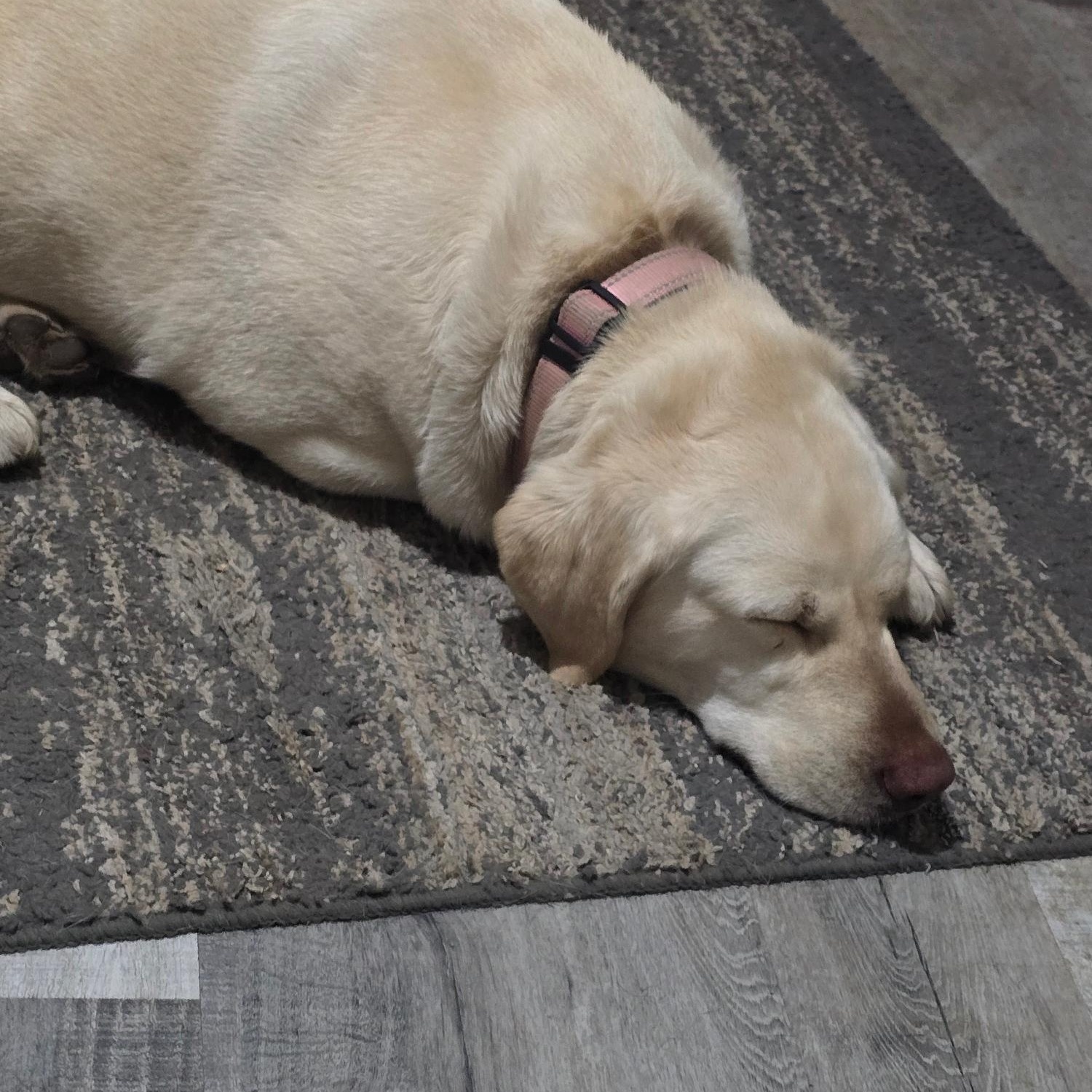 Enlarge Olive, an adoptable Labrador Retriever in Sacramento, CA image 2/6