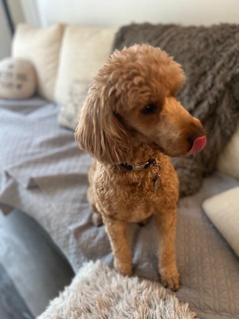 Peaches 🍑 , ADOPTABLE, Adult Female Goldendoodle.