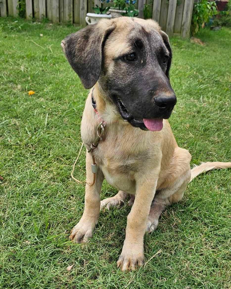 Bastrop, Adoptable, Young Male Anatolian Shepherd.