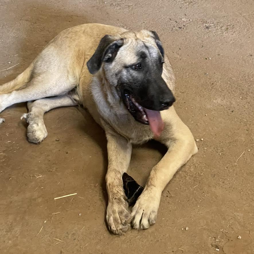 Enlarge Bastrop, a Adoptable Anatolian Shepherd in Whitewright, TX image 3/3