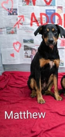 Enlarge Matthew, a Adoptable mixed breed in Livingston, LA image 1/1