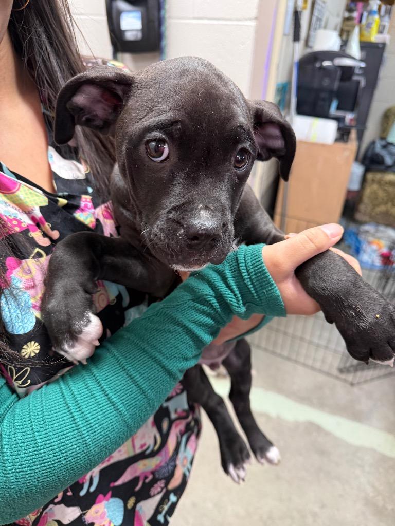 Santana, Adoptable, Puppy Male Boxer & Pit Bull Terrier.