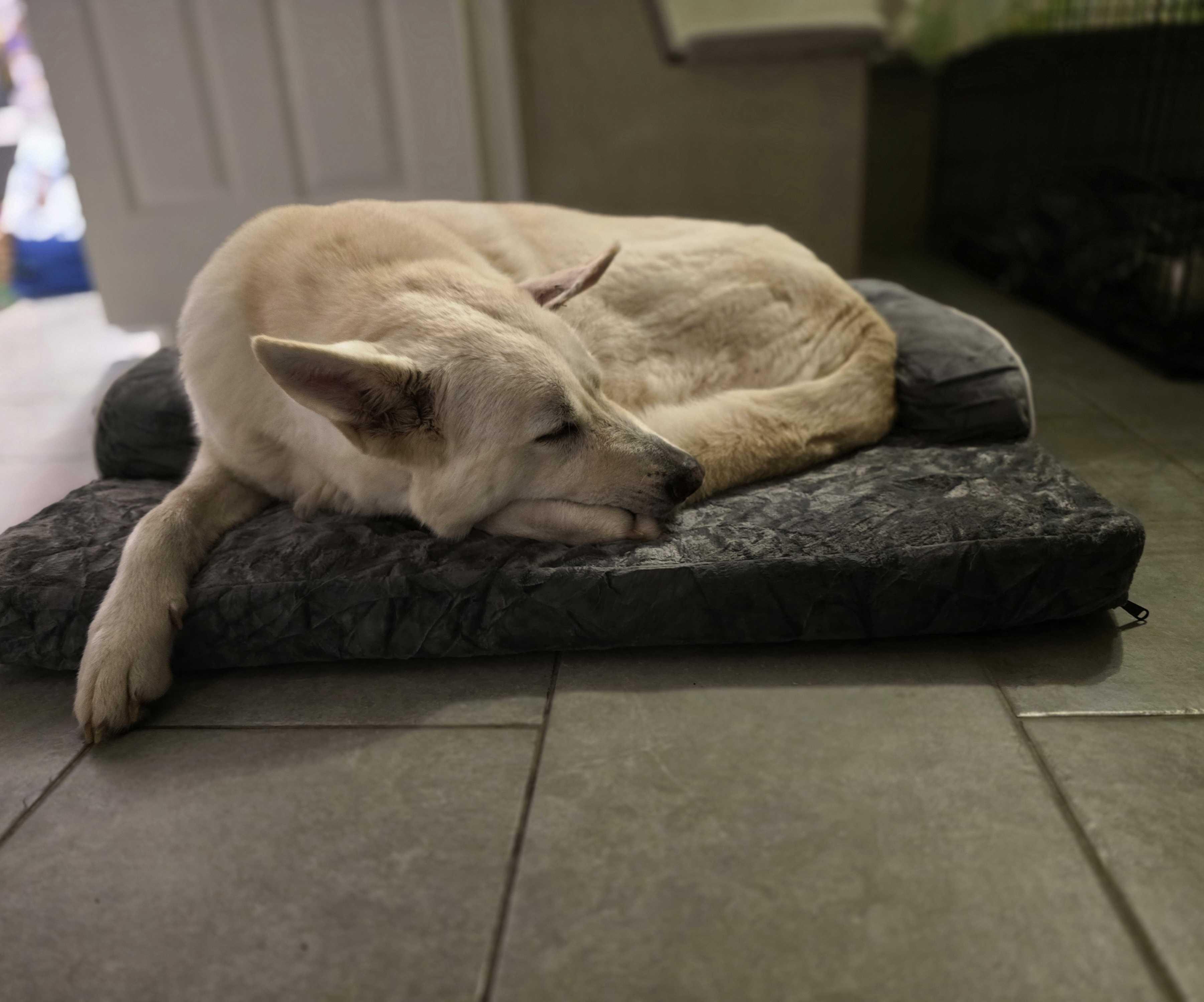 Nala, a Adoptable mixed breed in San Rafael, CA image 1/6