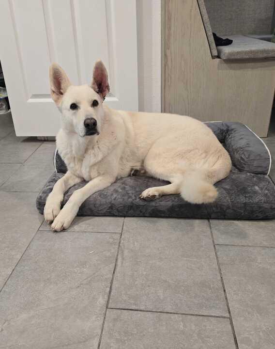 Nala, a Adoptable mixed breed in San Rafael, CA image 3/6