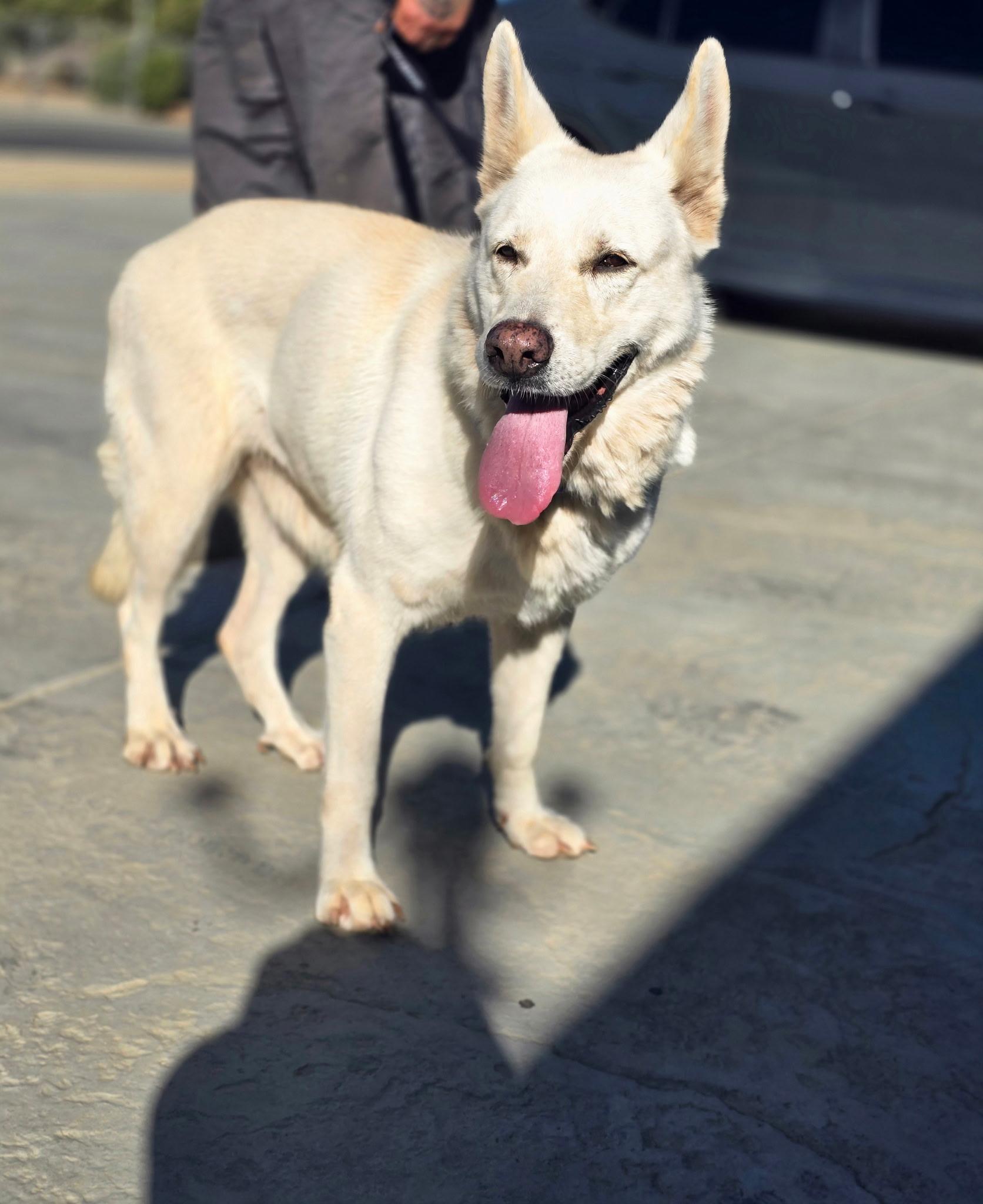 Nala, a Adoptable mixed breed in San Rafael, CA image 4/6