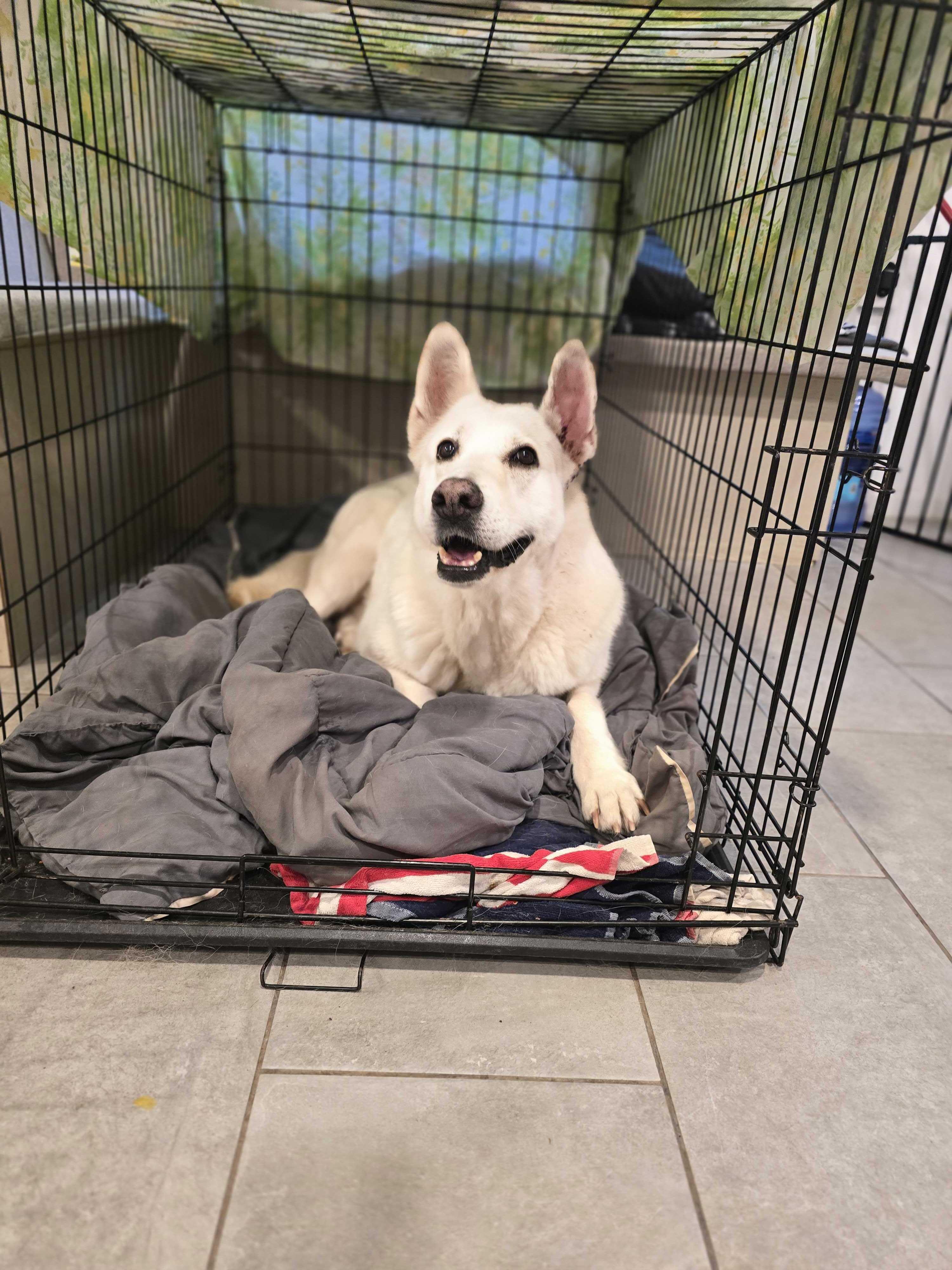 Nala, a Adoptable mixed breed in San Rafael, CA image 5/6