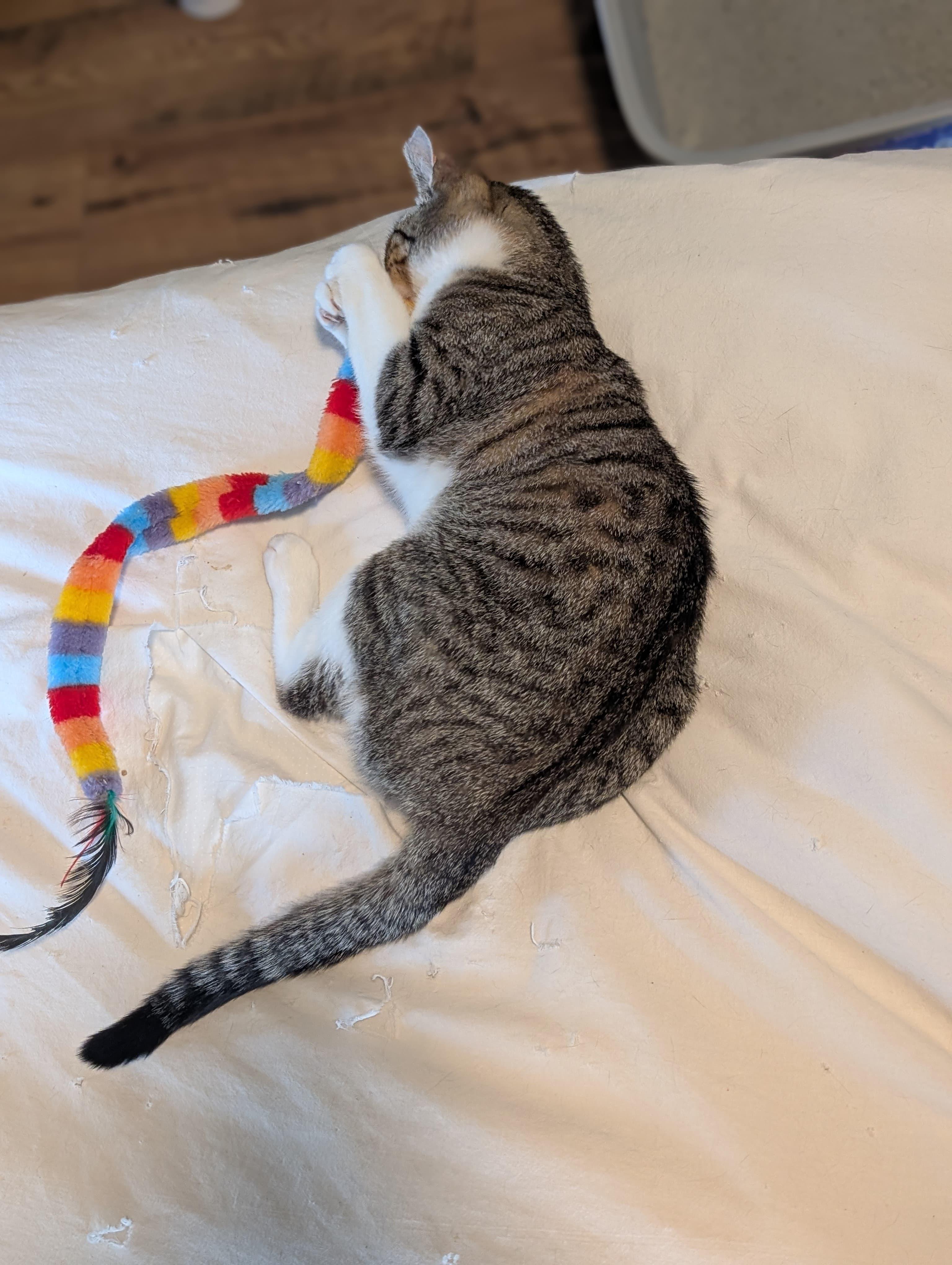 Enlarge Sylvie, an adopted Tabby in San Francisco, CA image 3/4