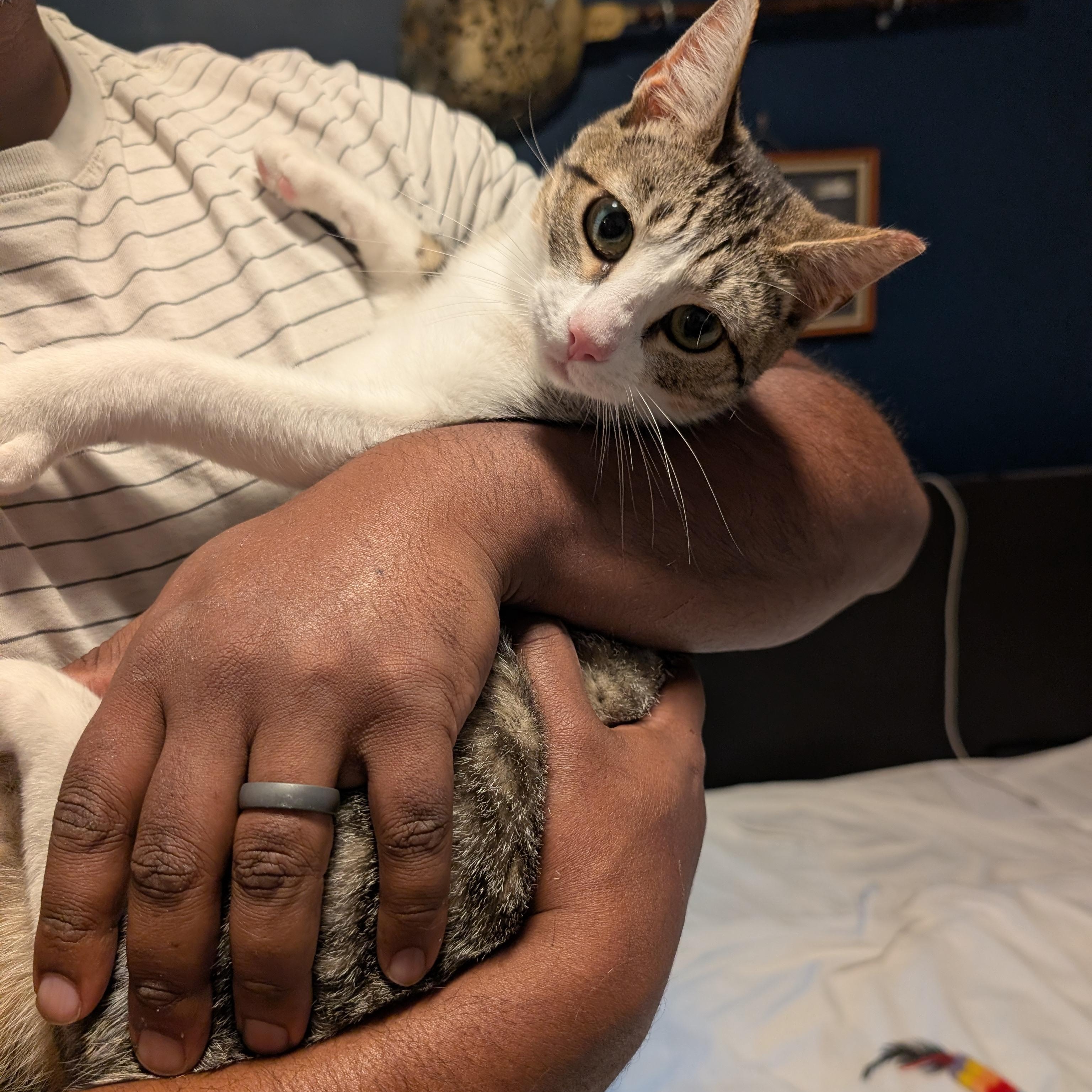 Enlarge Sylvie, an adopted Tabby in San Francisco, CA image 2/4