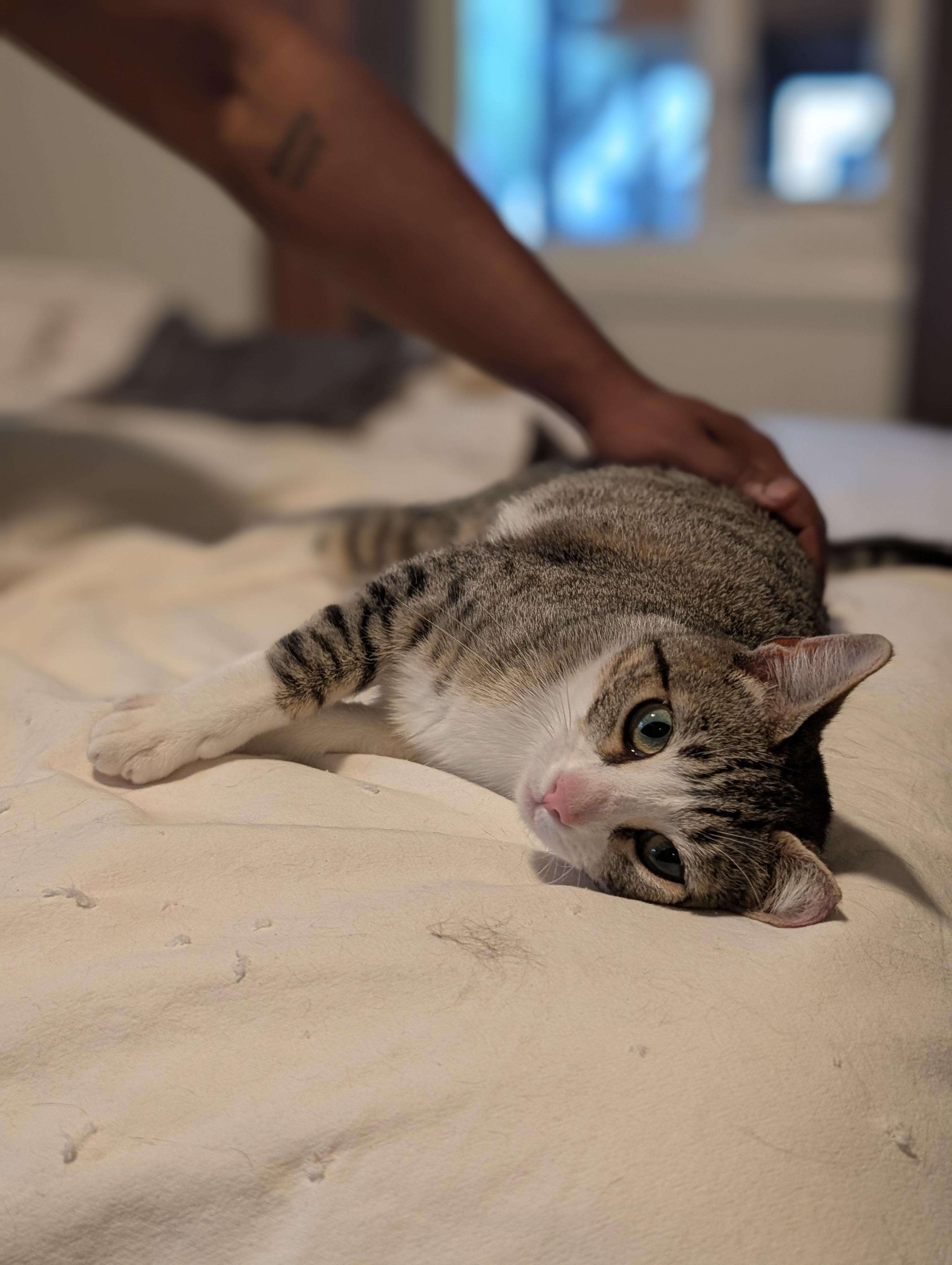 Enlarge Sylvie, an adopted Tabby in San Francisco, CA image 4/4