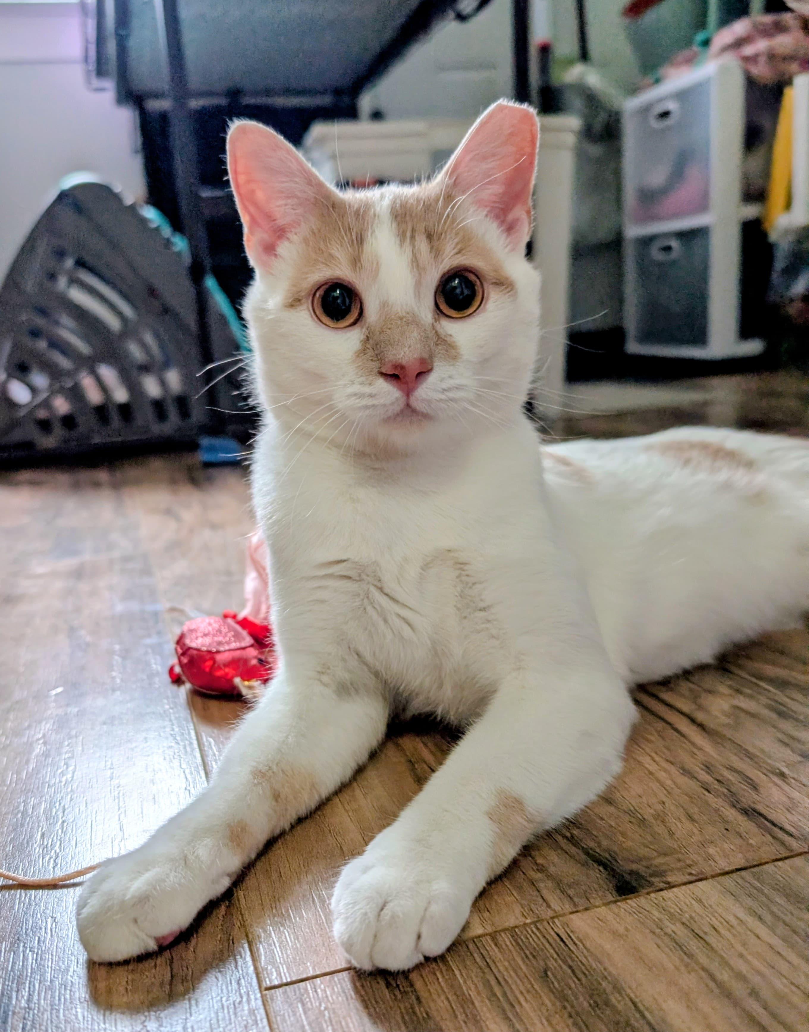 Biscotti, a ADOPTABLE Domestic Short Hair in Rochester, NY image 3/5