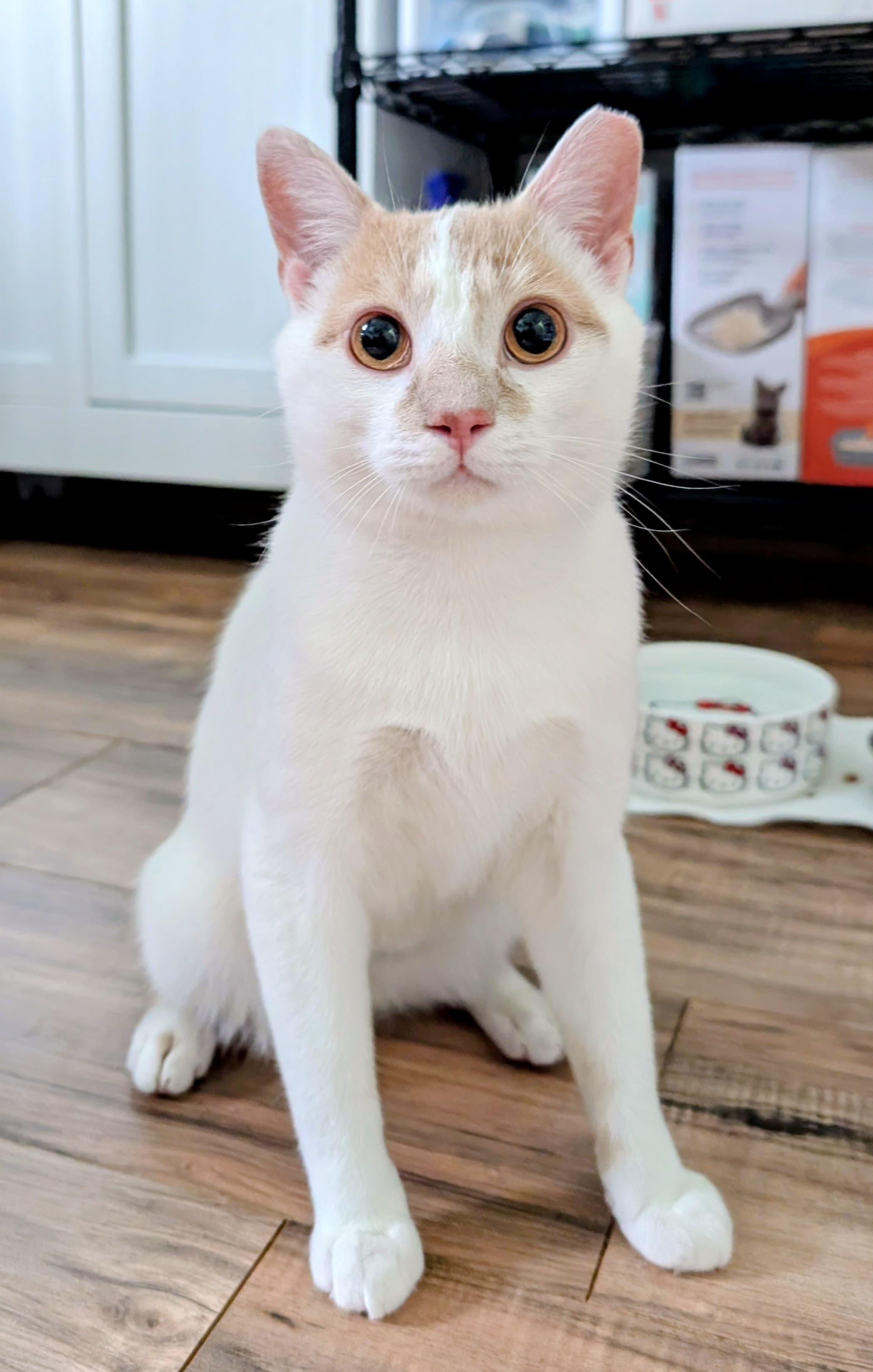 Biscotti, ADOPTABLE, Young Male Domestic Short Hair.