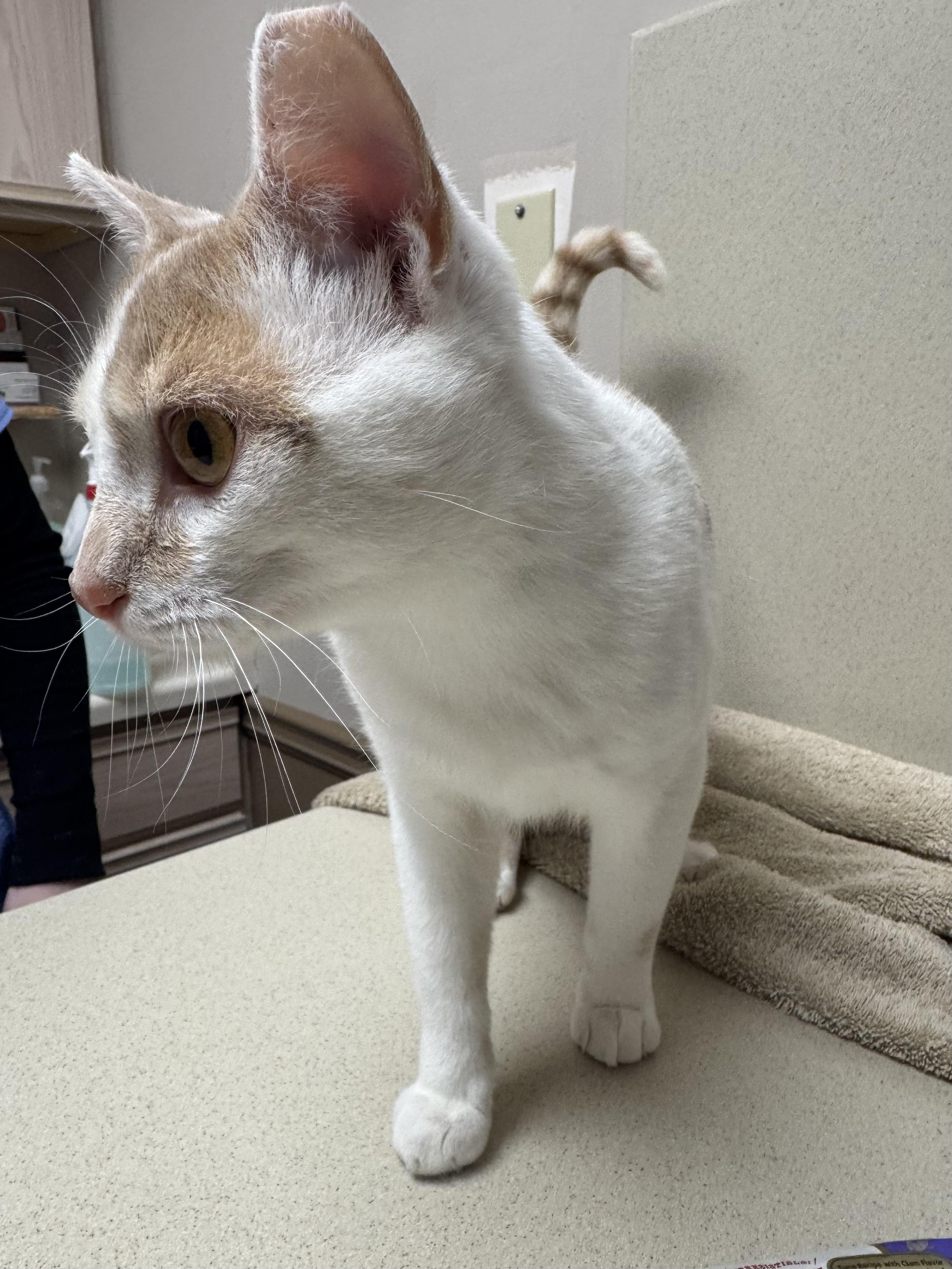 Biscotti, a ADOPTABLE Domestic Short Hair in Rochester, NY image 4/5