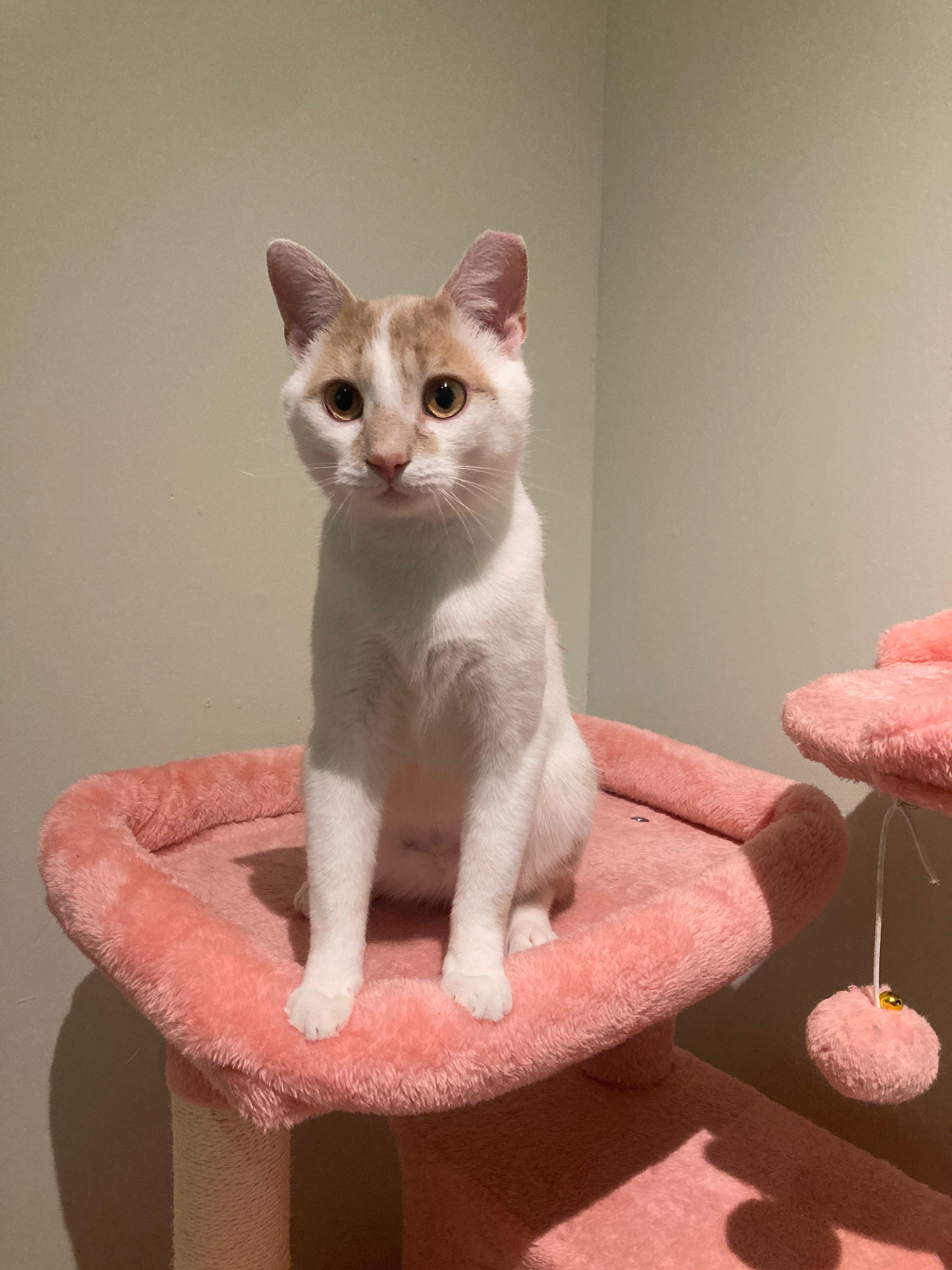 Biscotti, a ADOPTABLE Domestic Short Hair in Rochester, NY image 2/5