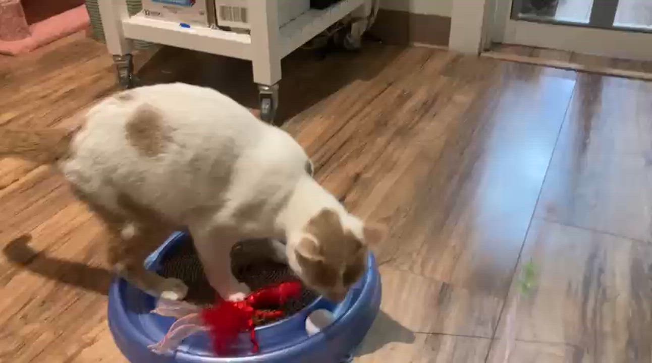 Enlarge Biscotti, a ADOPTABLE Domestic Short Hair in Rochester, NY video 5/5