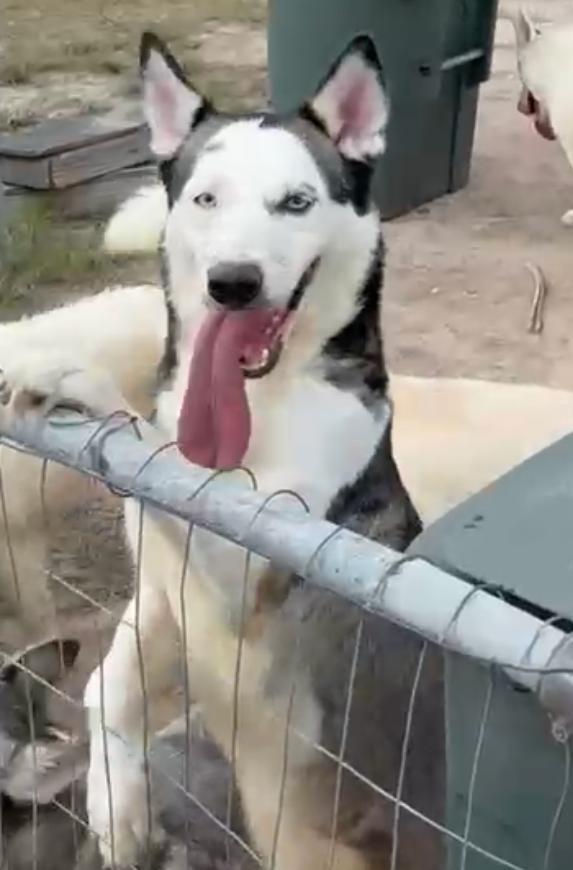 Lolly, a Adoptable Siberian Husky in Gainesville , VA image 2/3