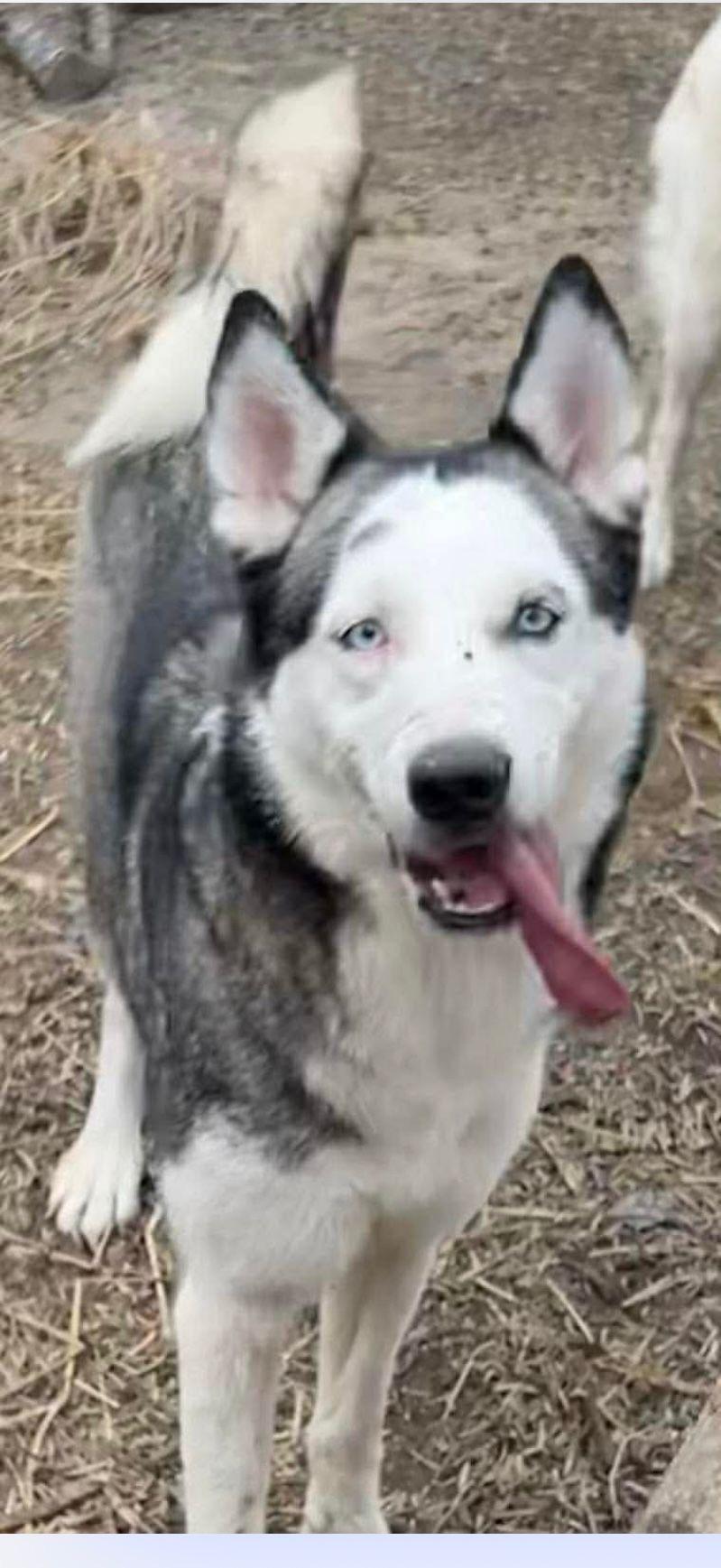 Lolly, Adoptable, Young Female Siberian Husky.