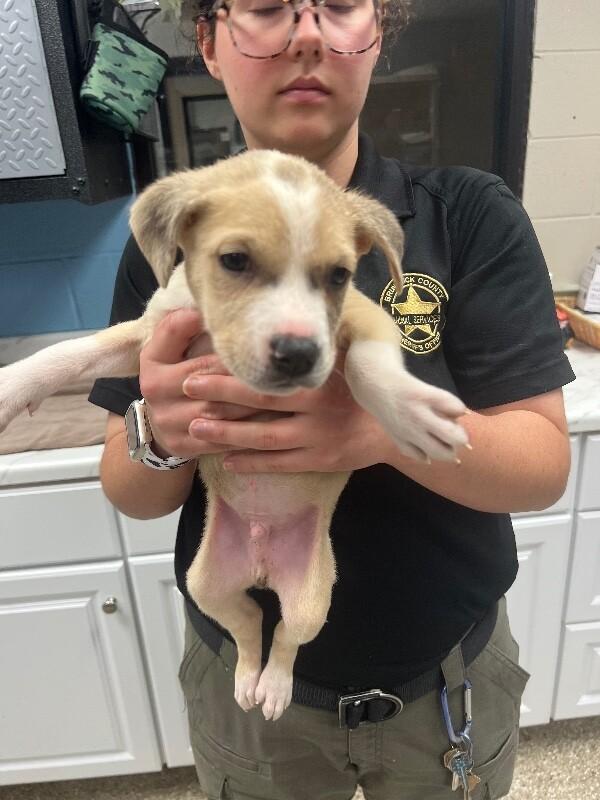 Enlarge Breeze, a Adoptable mixed breed in Supply, NC image 1/2