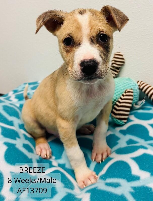 Enlarge Breeze, a Adoptable mixed breed in Supply, NC image 2/2