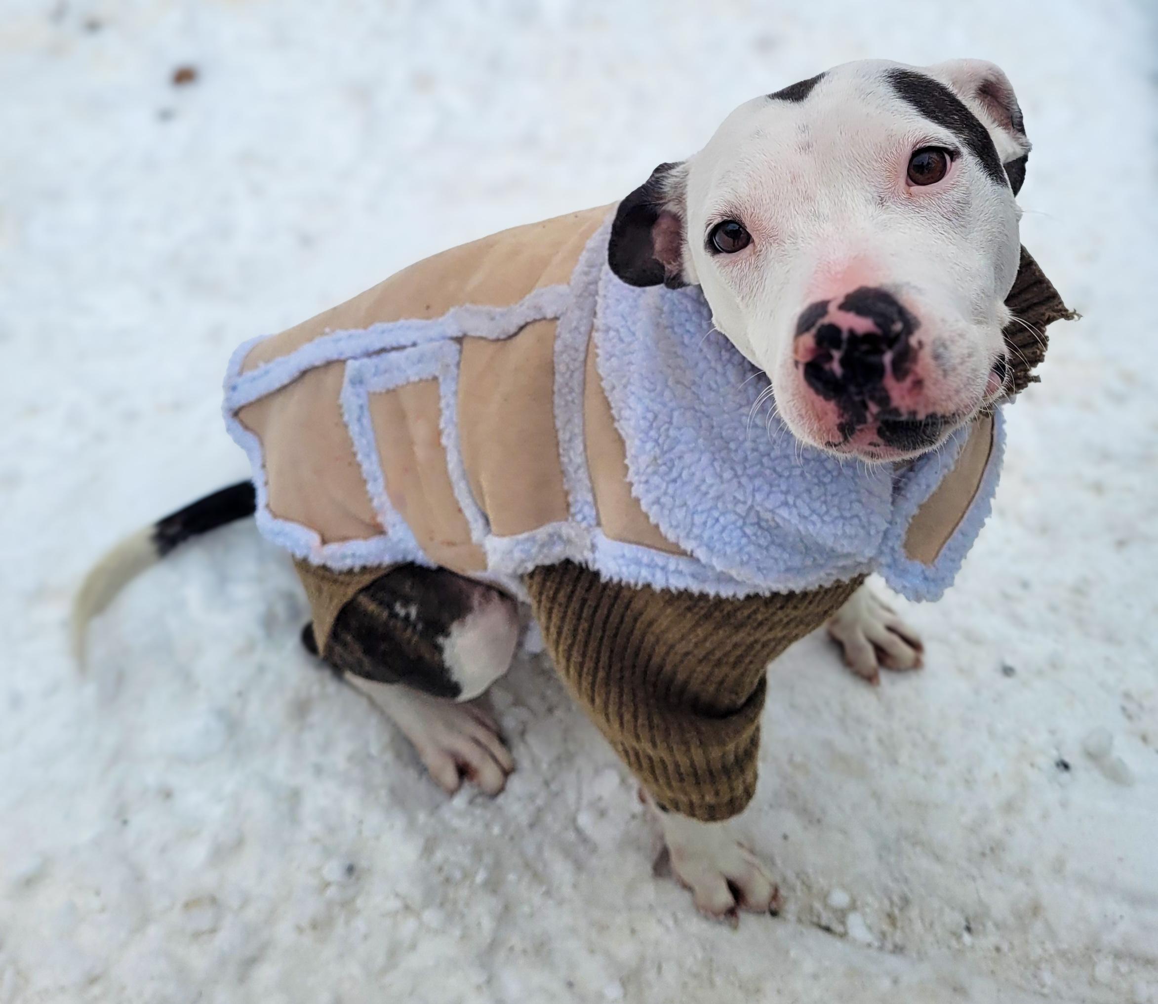 Enlarge Brynn, a Adoptable mixed breed in Salamanca, NY image 3/5