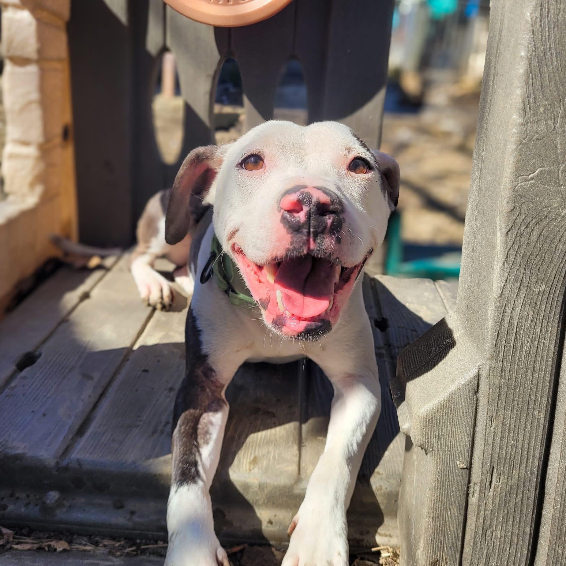 Enlarge Brynn, a Adoptable mixed breed in Salamanca, NY image 2/5