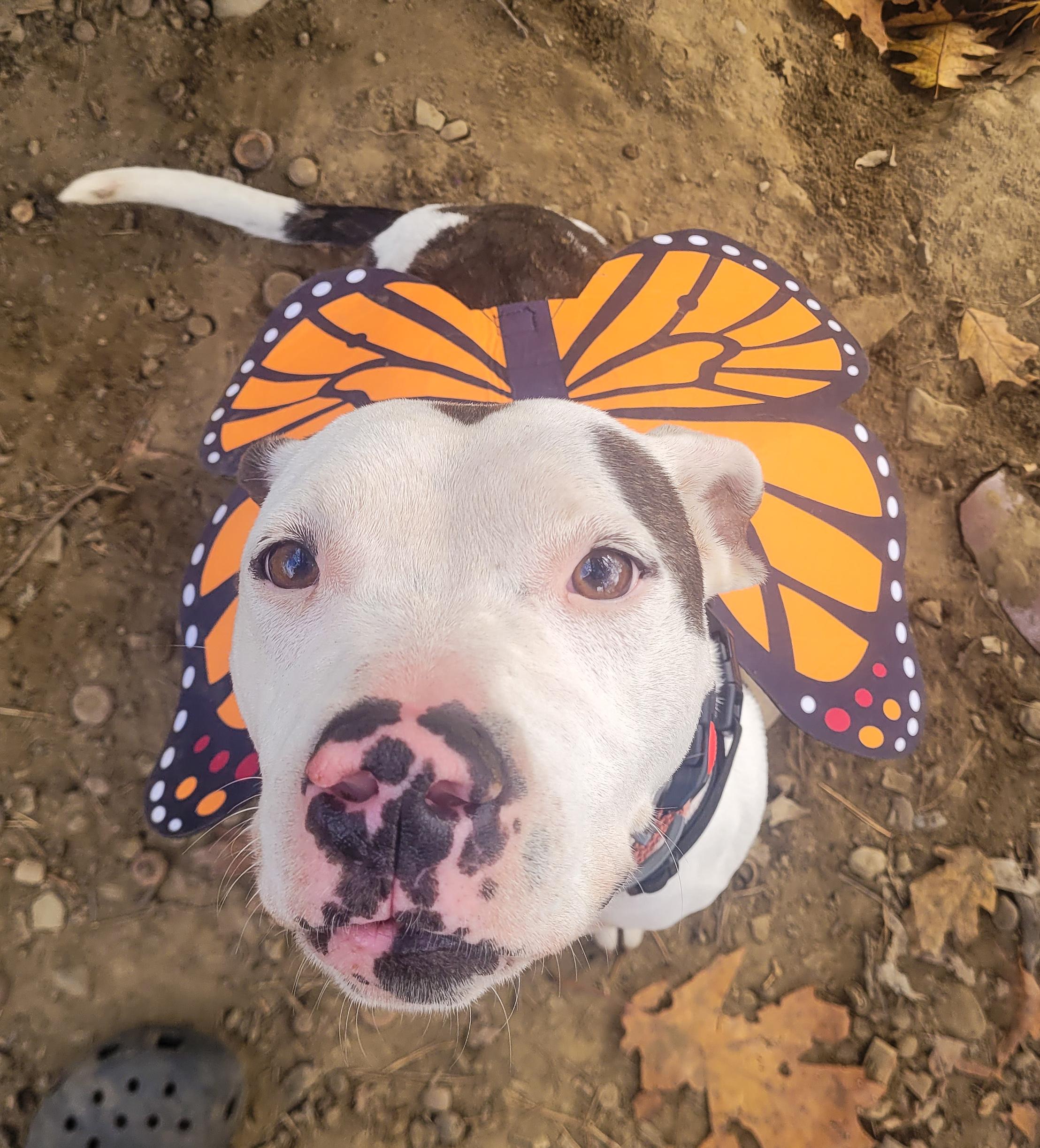 Brynn, Adoptable, Young Female Pit Bull Terrier.