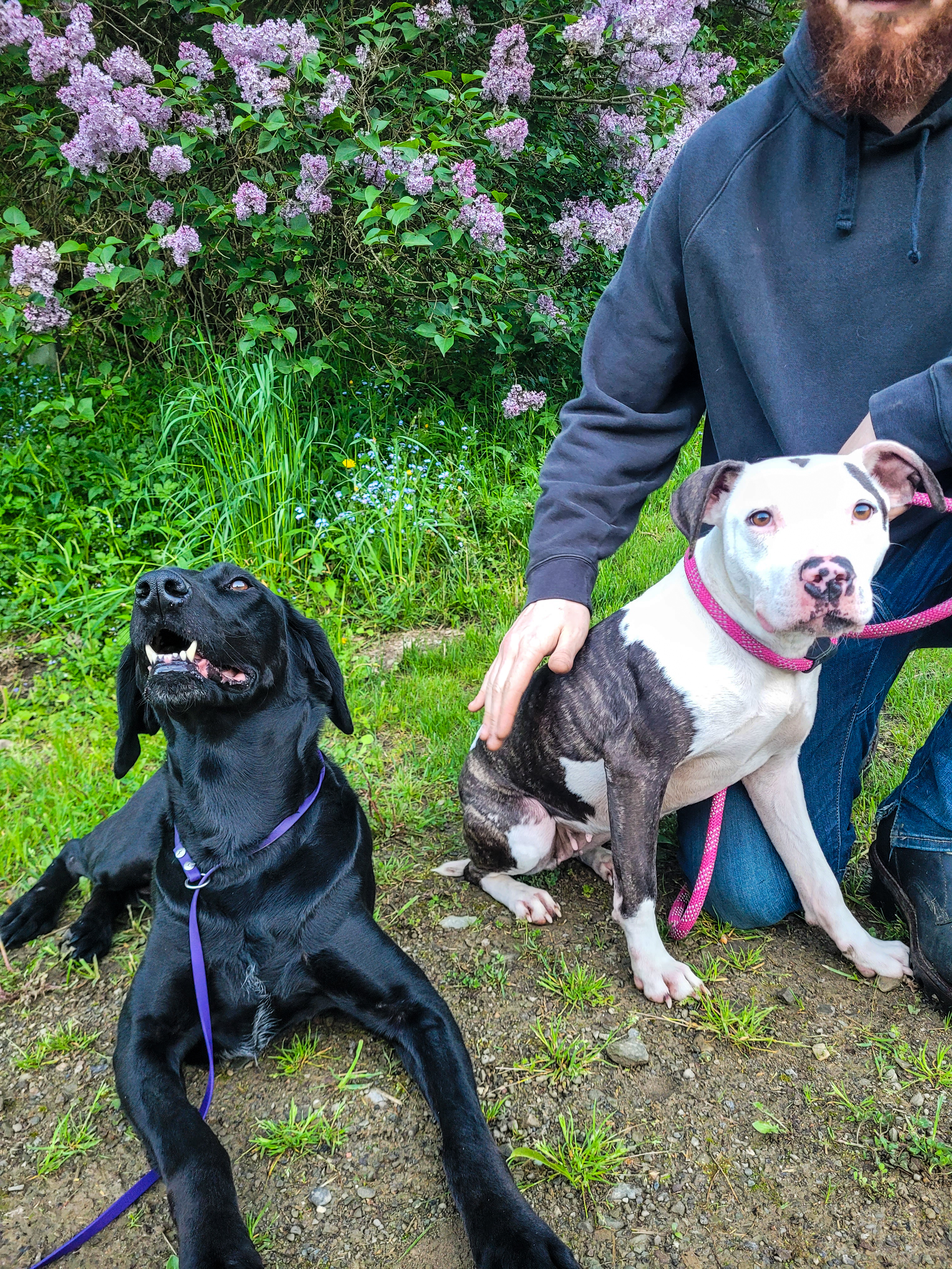Enlarge Brynn, a Adoptable mixed breed in Salamanca, NY image 5/5