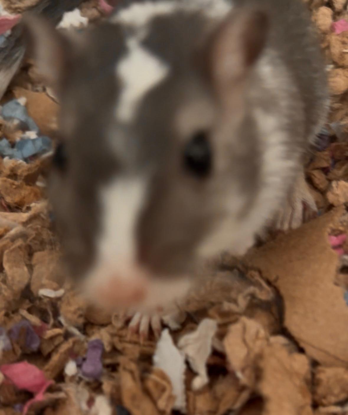 Cheesecake, ADOPTABLE, Young Male Gerbil.
