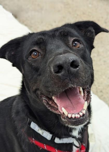 Roxie, a Adoptable mixed breed in Madison, NJ image 1/3