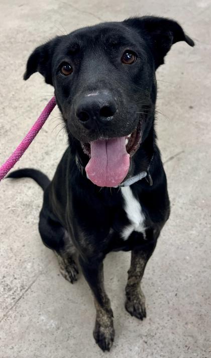 Roxie, a Adoptable mixed breed in Madison, NJ image 2/3