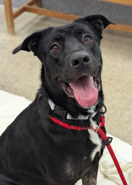 Roxie, a Adoptable mixed breed in Madison, NJ image 3/3