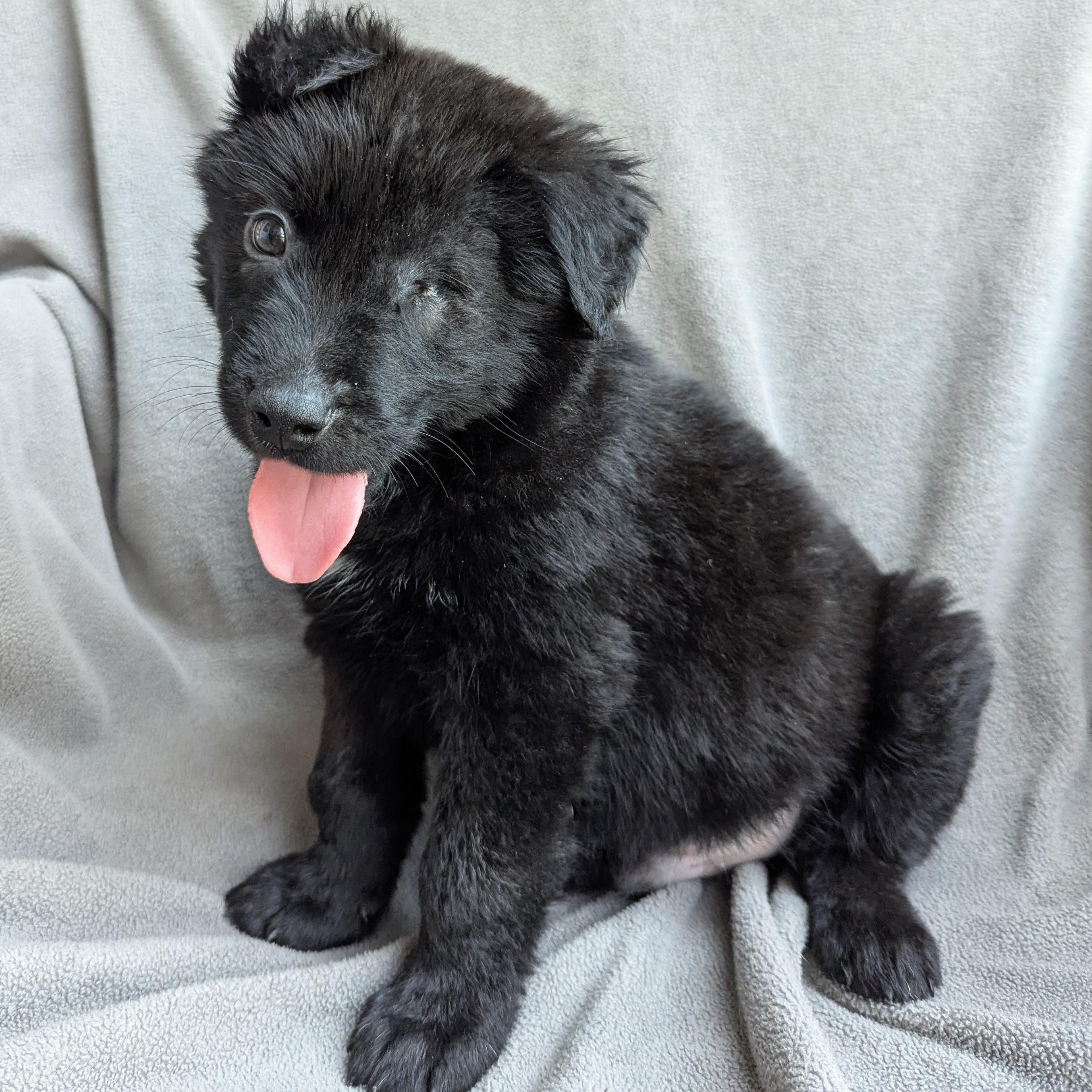 Enlarge Creed, an adopted mixed breed in Helena, AL image 1/4