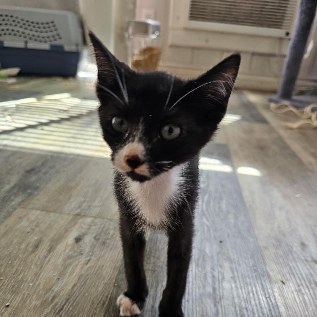 Enlarge Julius, a Adoptable Domestic Short Hair in Yucaipa, CA image 1/1