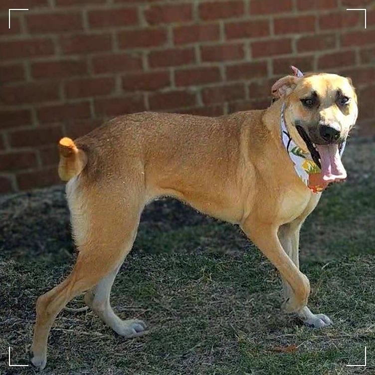 June, Adoptable, Young Female Anatolian Shepherd.