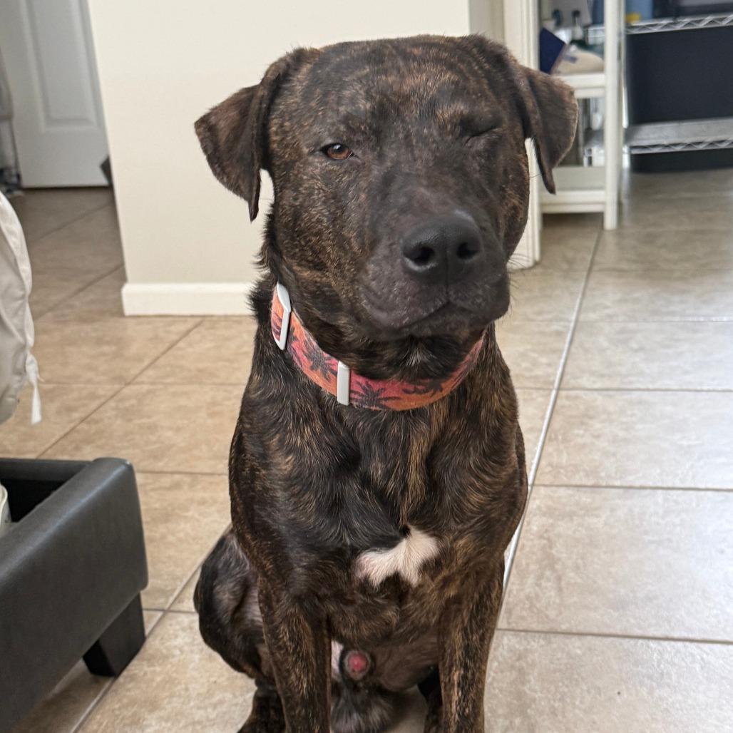 Enlarge Apollo, a Adoptable mixed breed in West Palm Beach, FL image 1/6